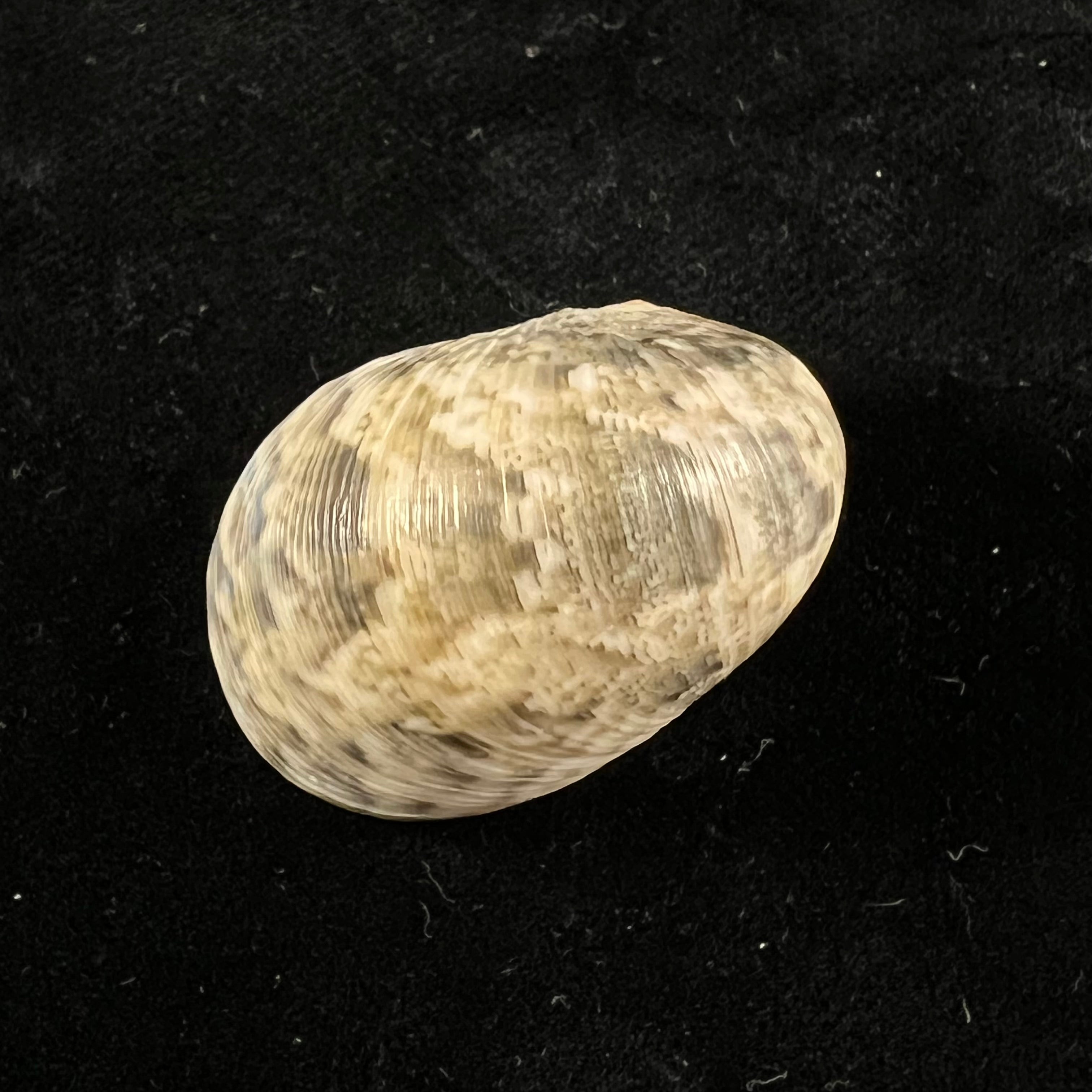 Nerita polita Linnaeus, 1758 - 33,9mm