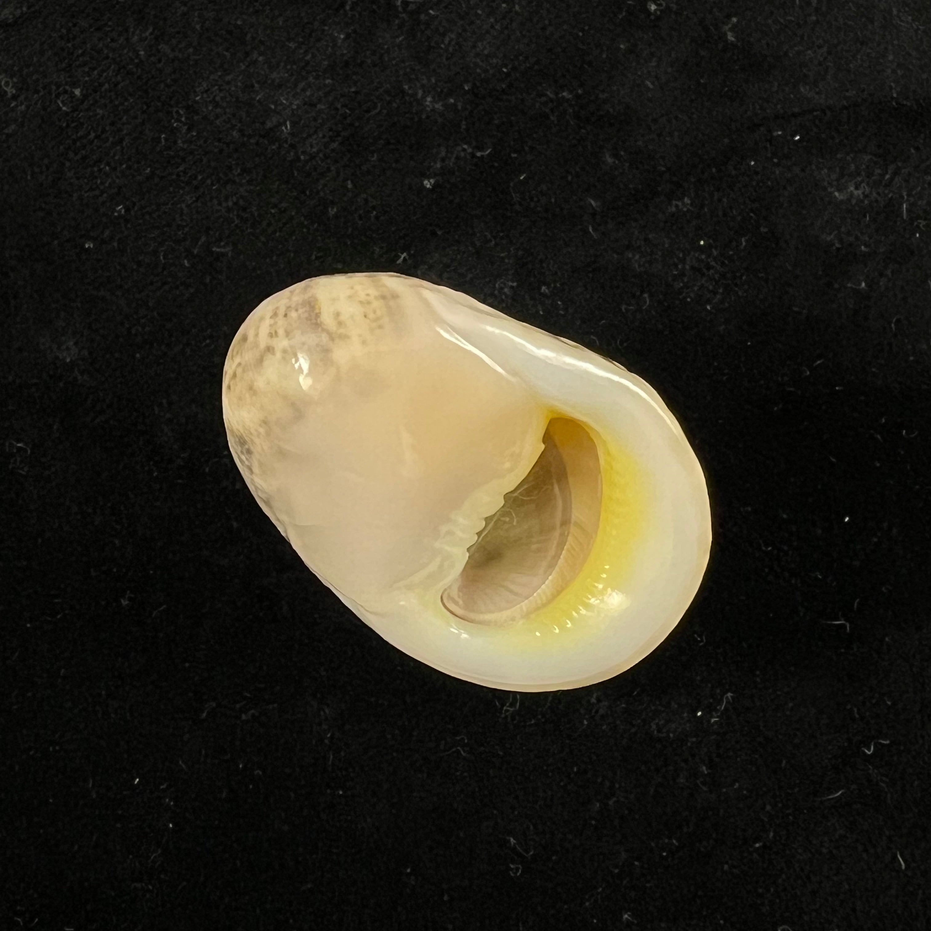 Nerita polita Linnaeus, 1758 - 33,9mm