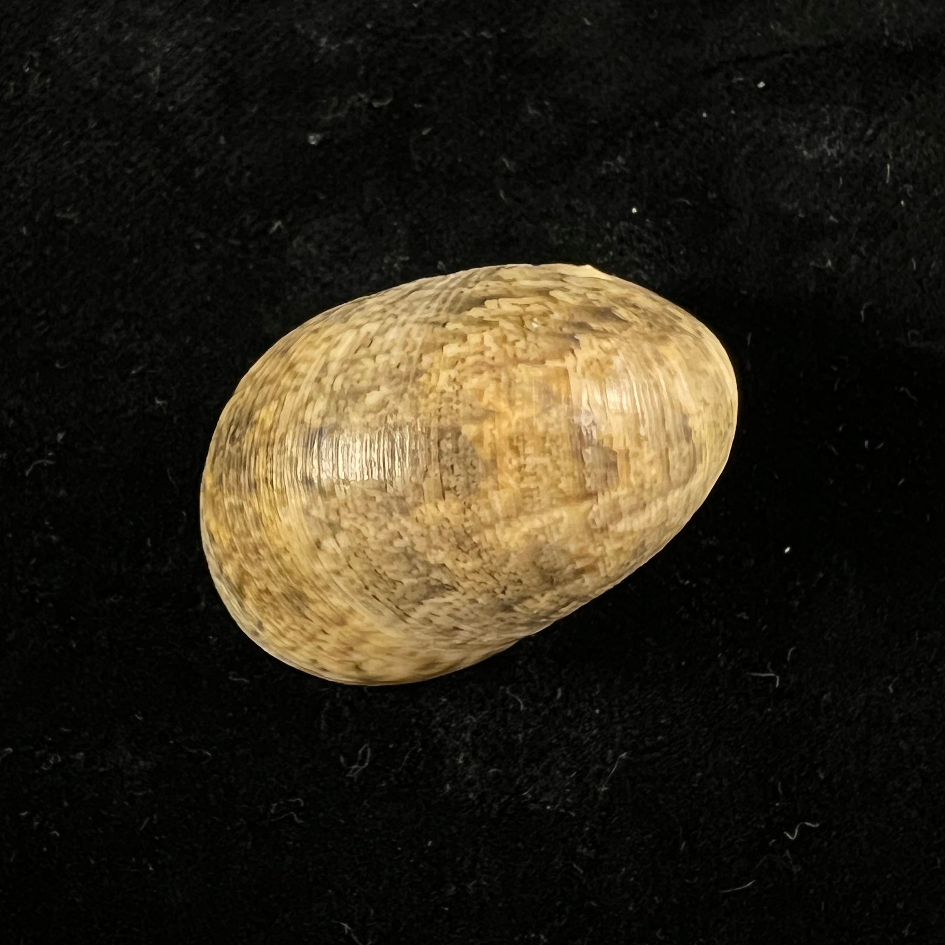 Nerita polita Linnaeus, 1758 - 33,2mm