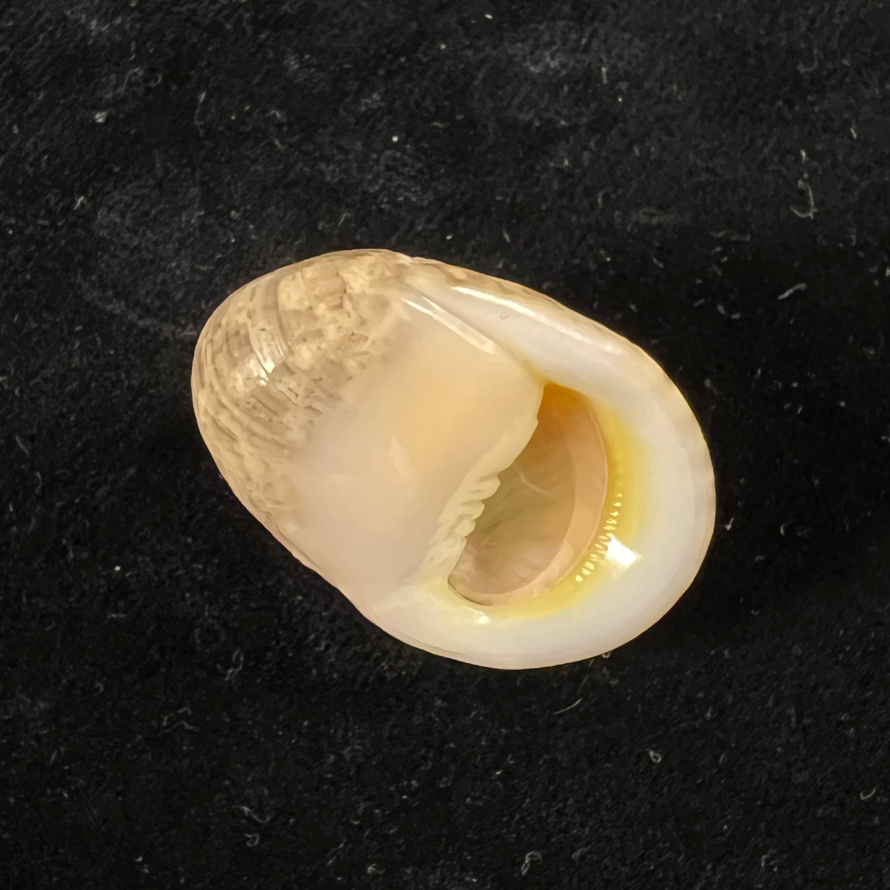 Nerita polita Linnaeus, 1758 - 33,2mm