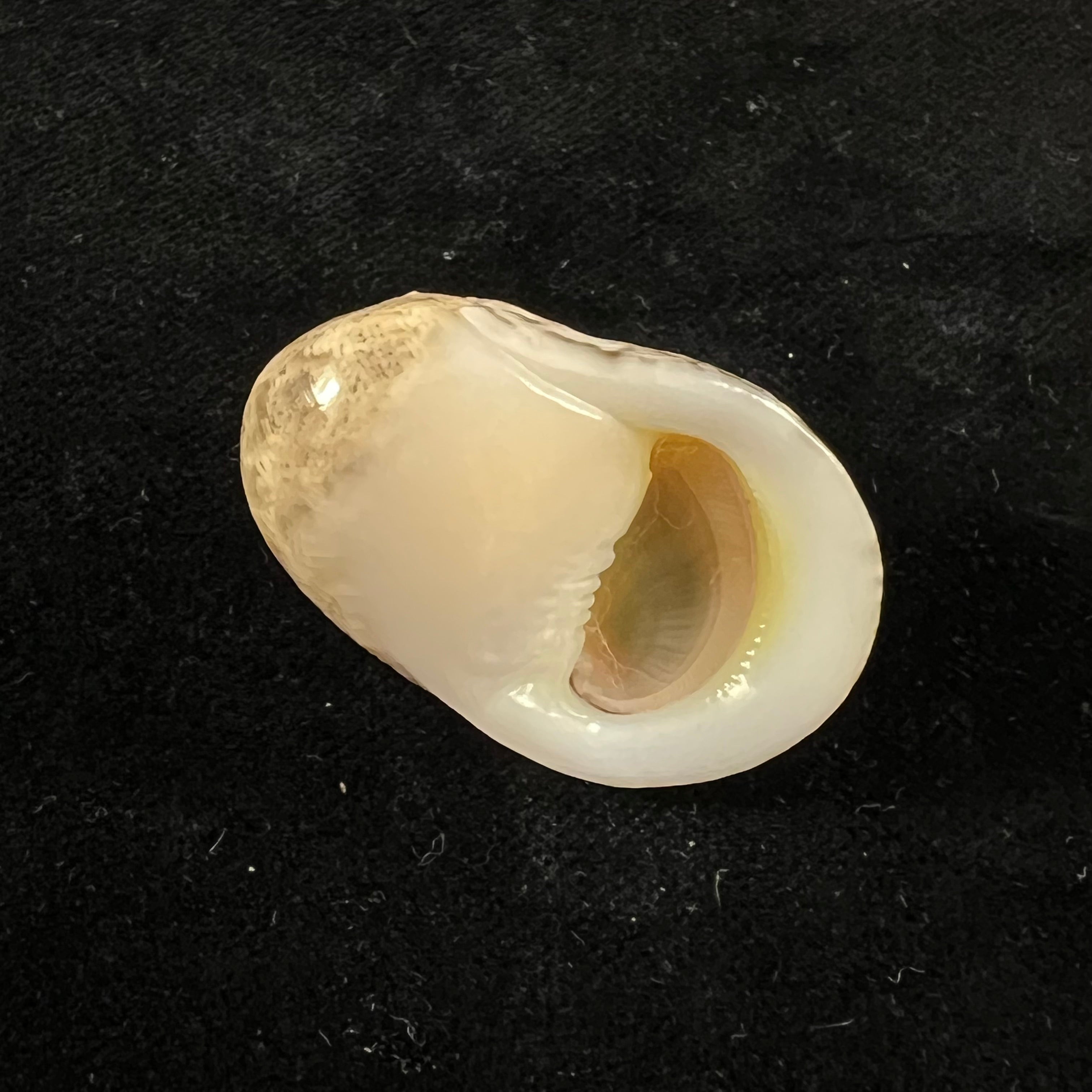 Nerita polita Linnaeus, 1758 - 34,5mm