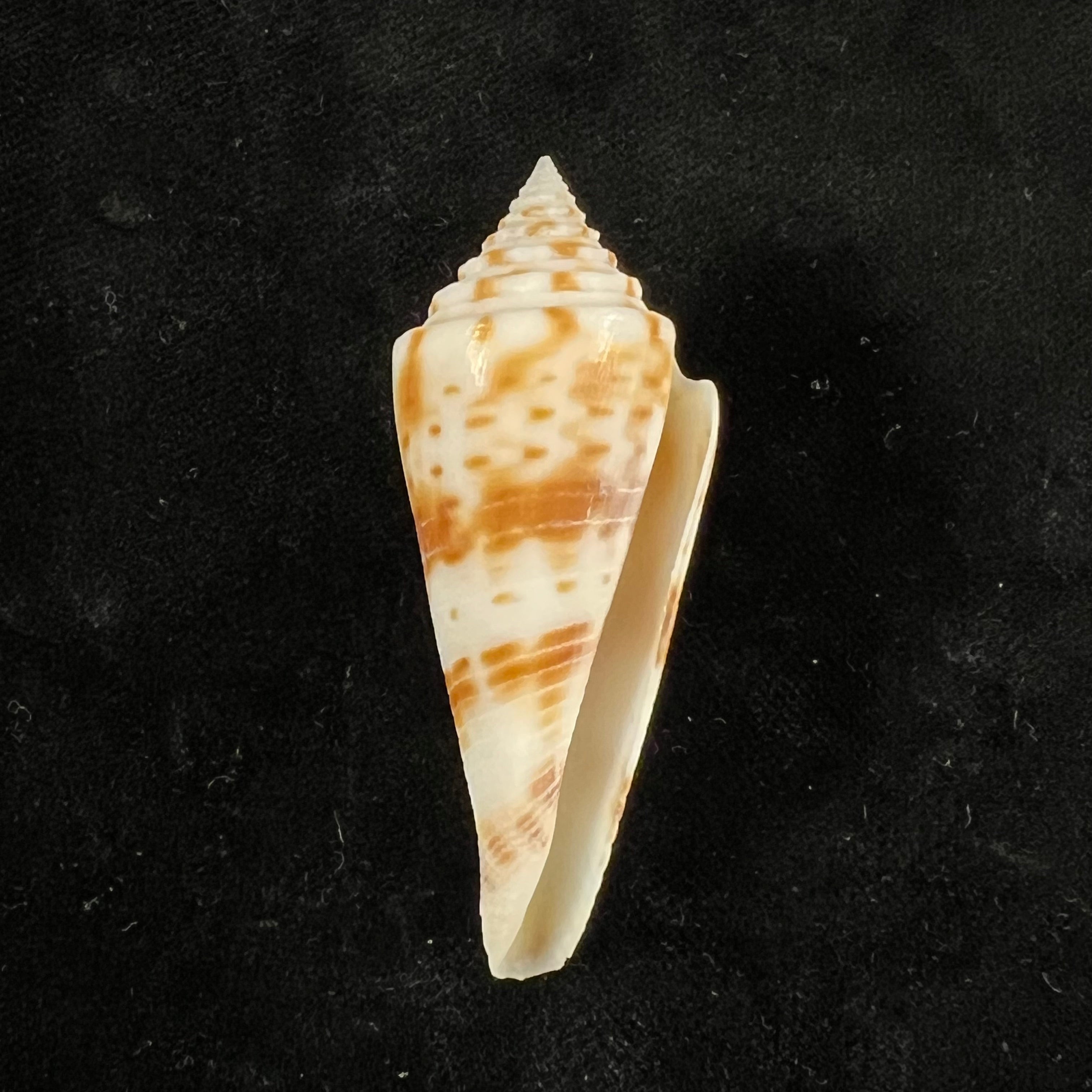 Conasprella ichinoseana (Kuroda, 1956) - 57mm