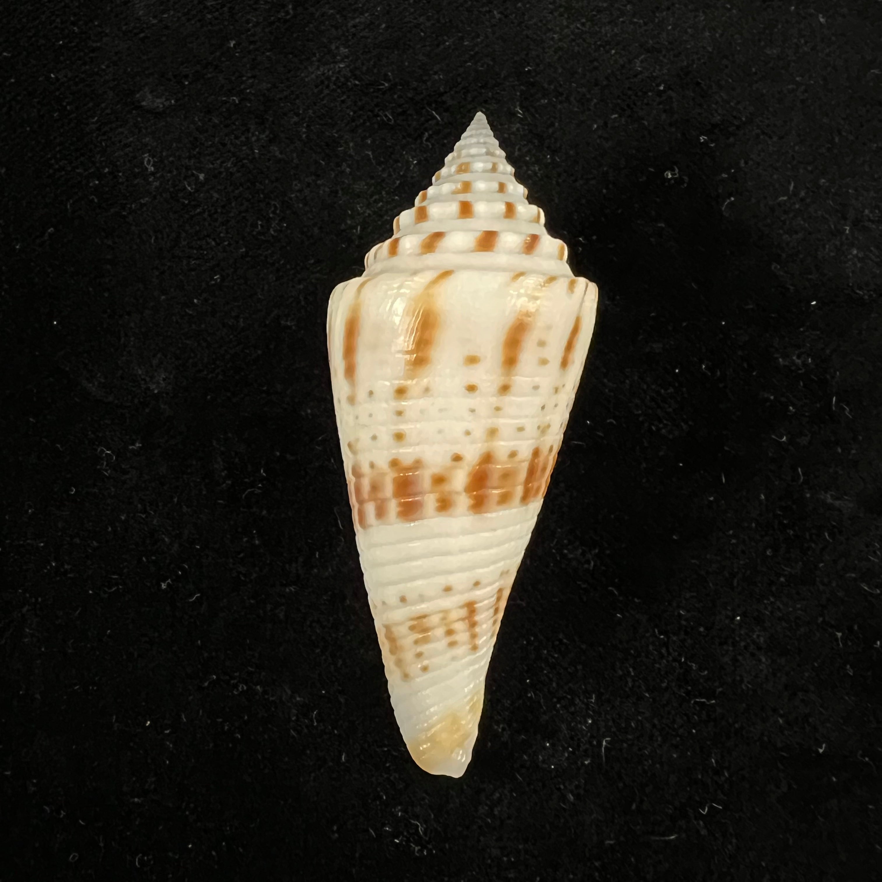 Conasprella ichinoseana (Kuroda, 1956) - 60,9mm
