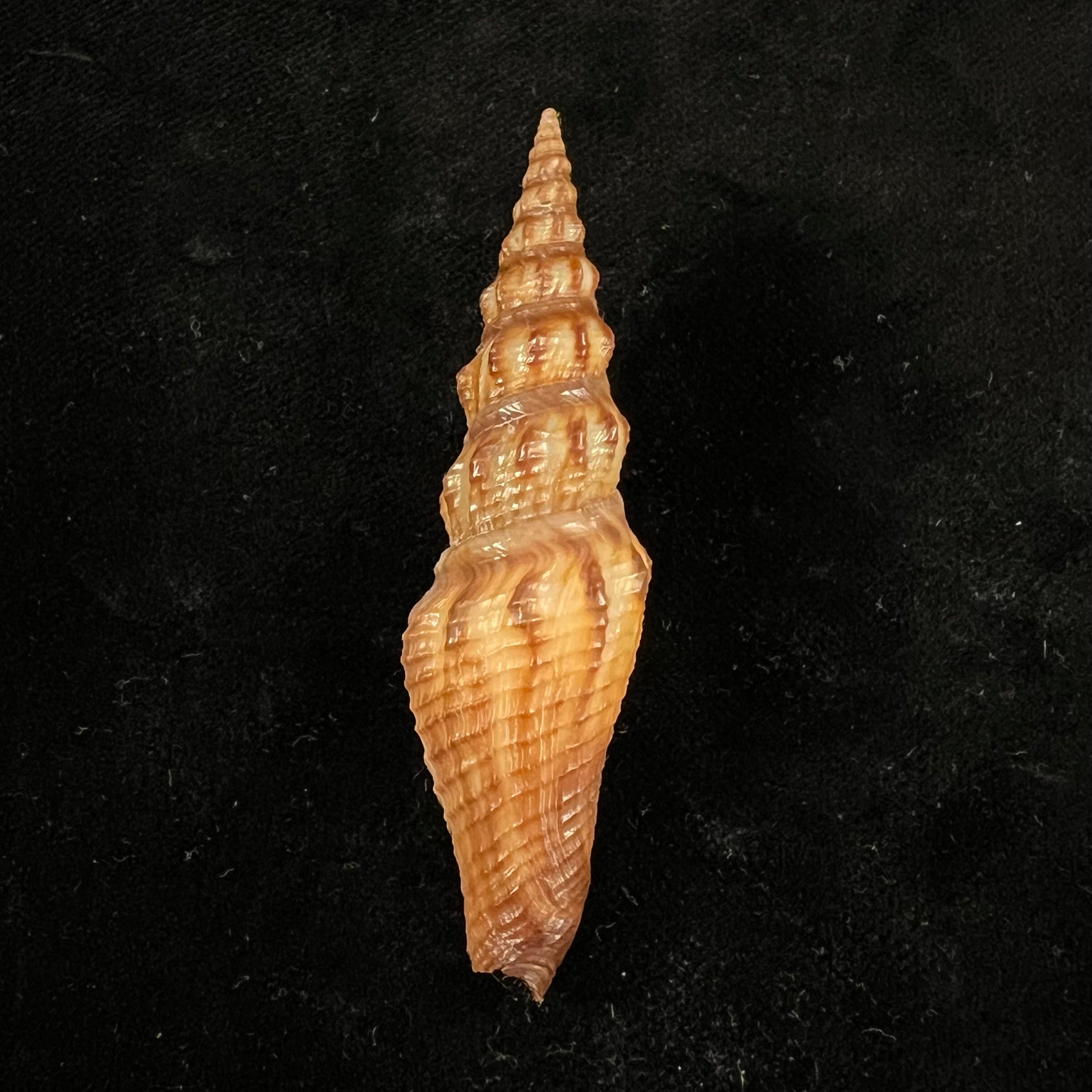 Crassispira maura(GB Sowerby I, 1834)- 68毫米