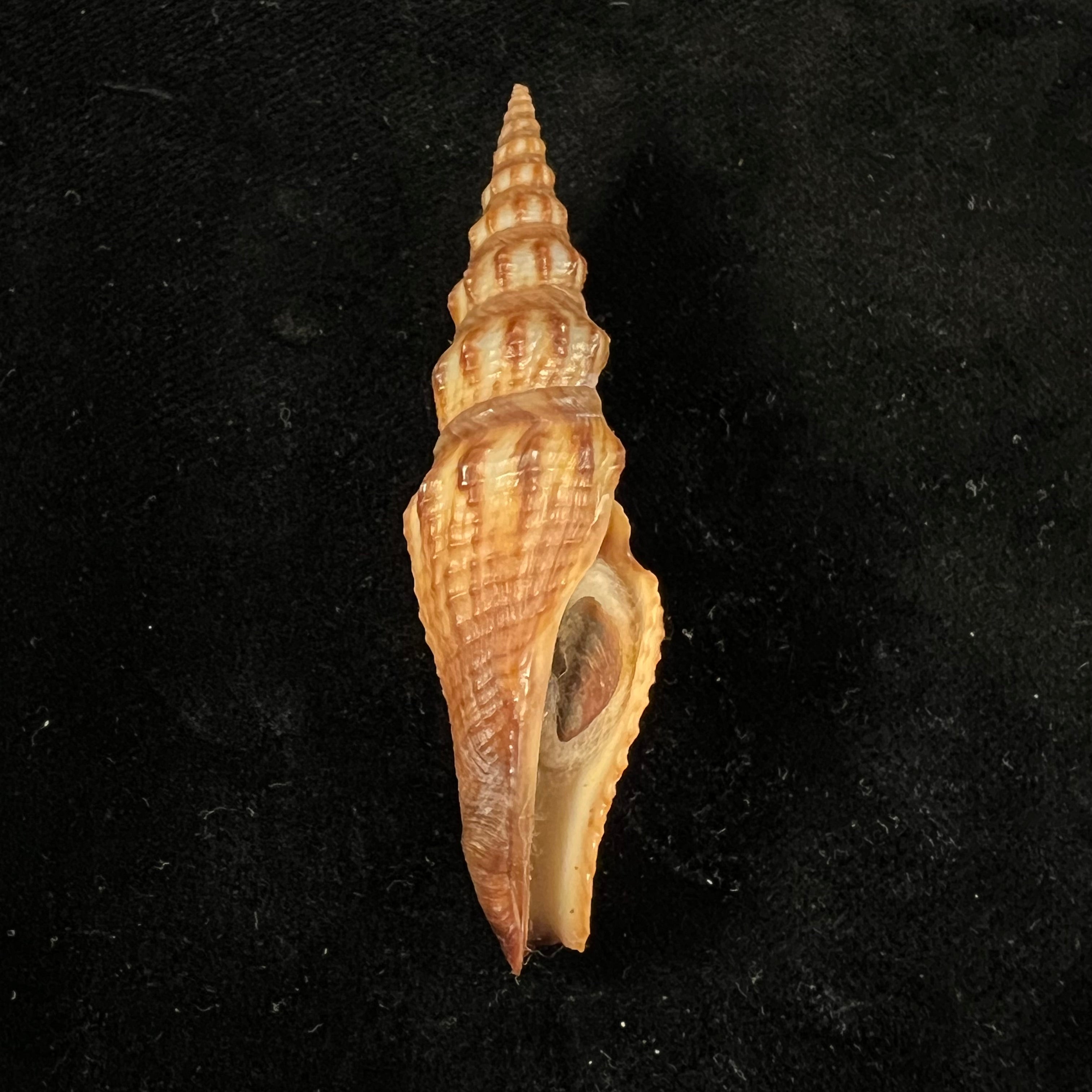 Crassispira maura(GB Sowerby I, 1834)- 68毫米