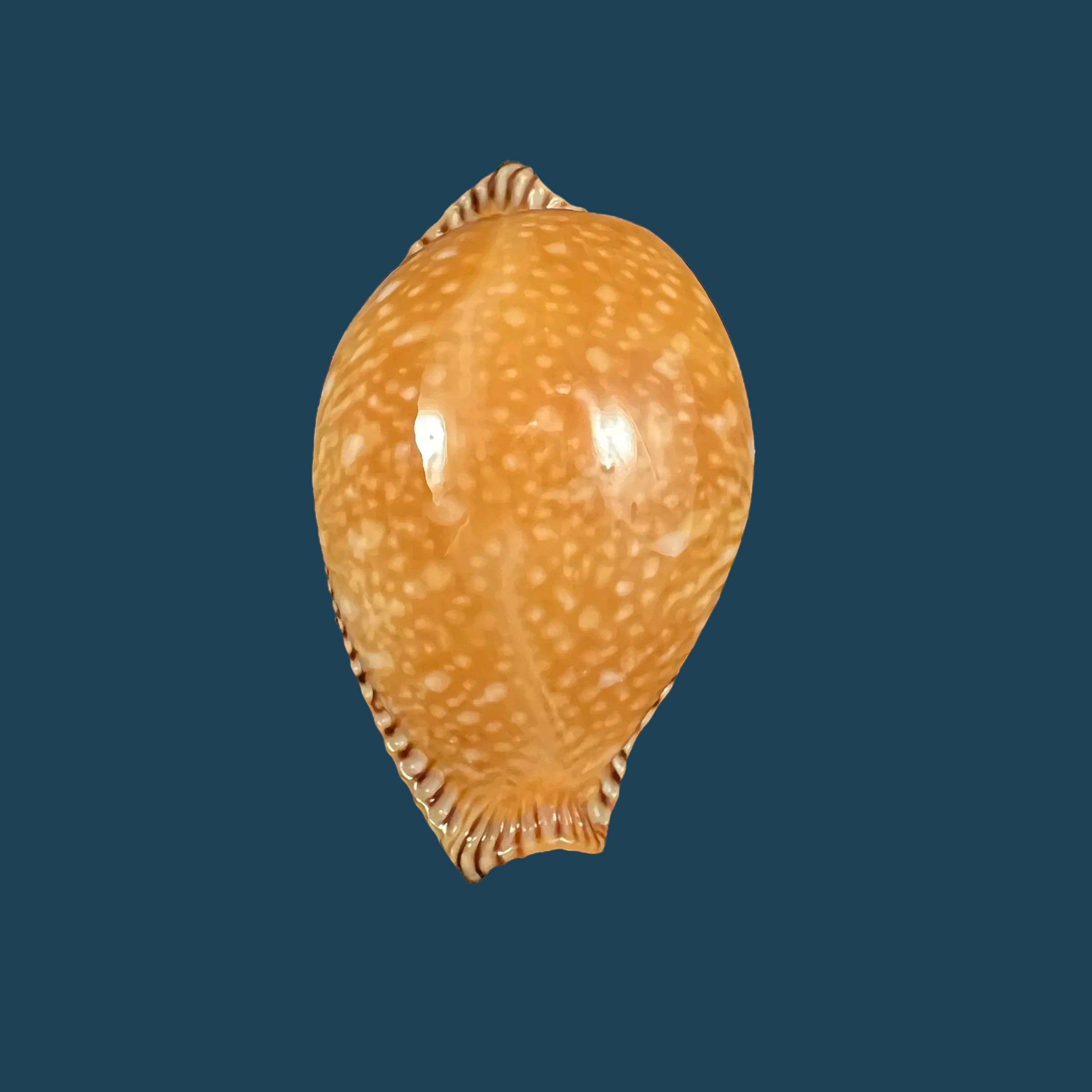 Perisserosa guttata surinensis (L. Raybaudi, 1978) - 49,4mm