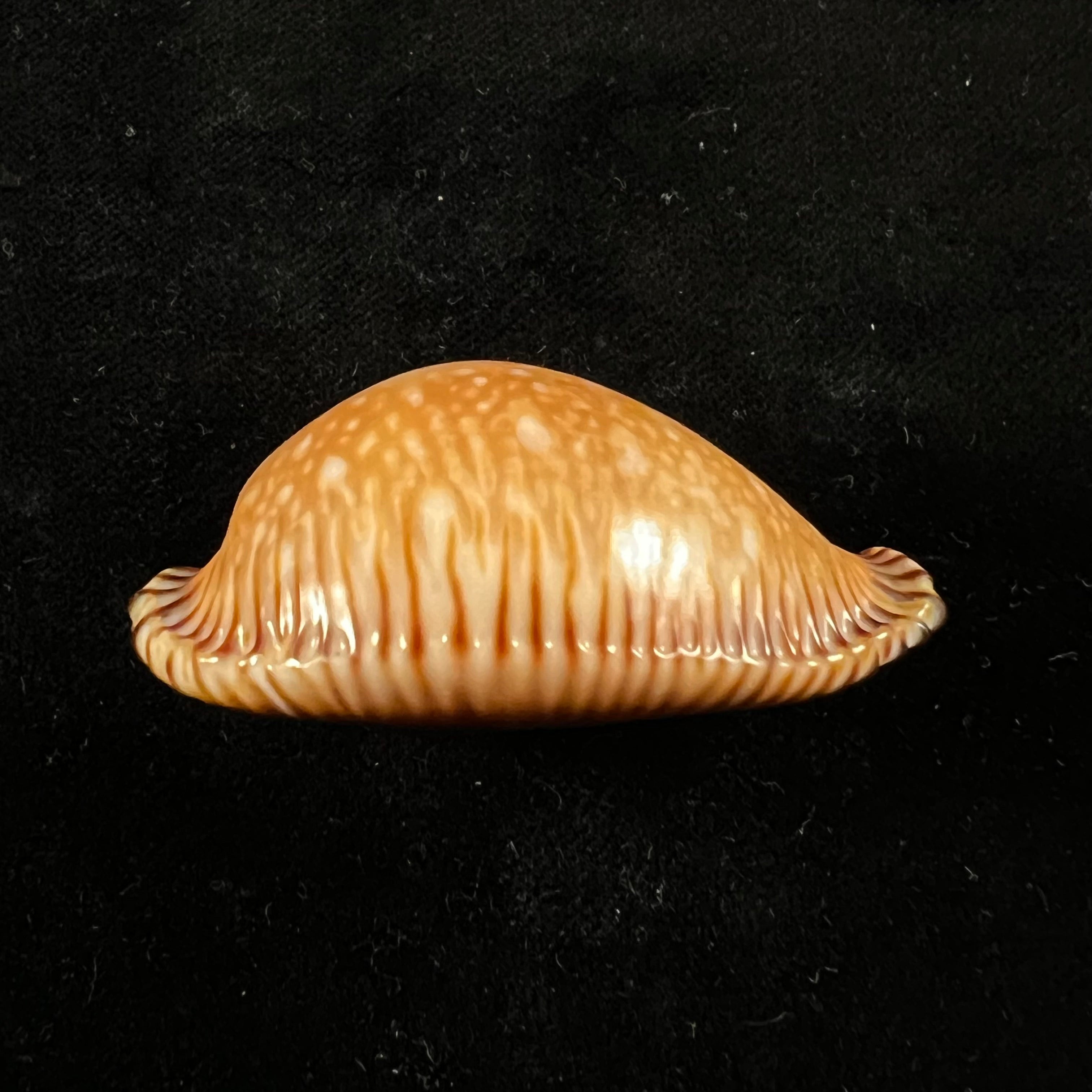 Perisserosa guttata surinensis (L. Raybaudi, 1978) - 49,4mm