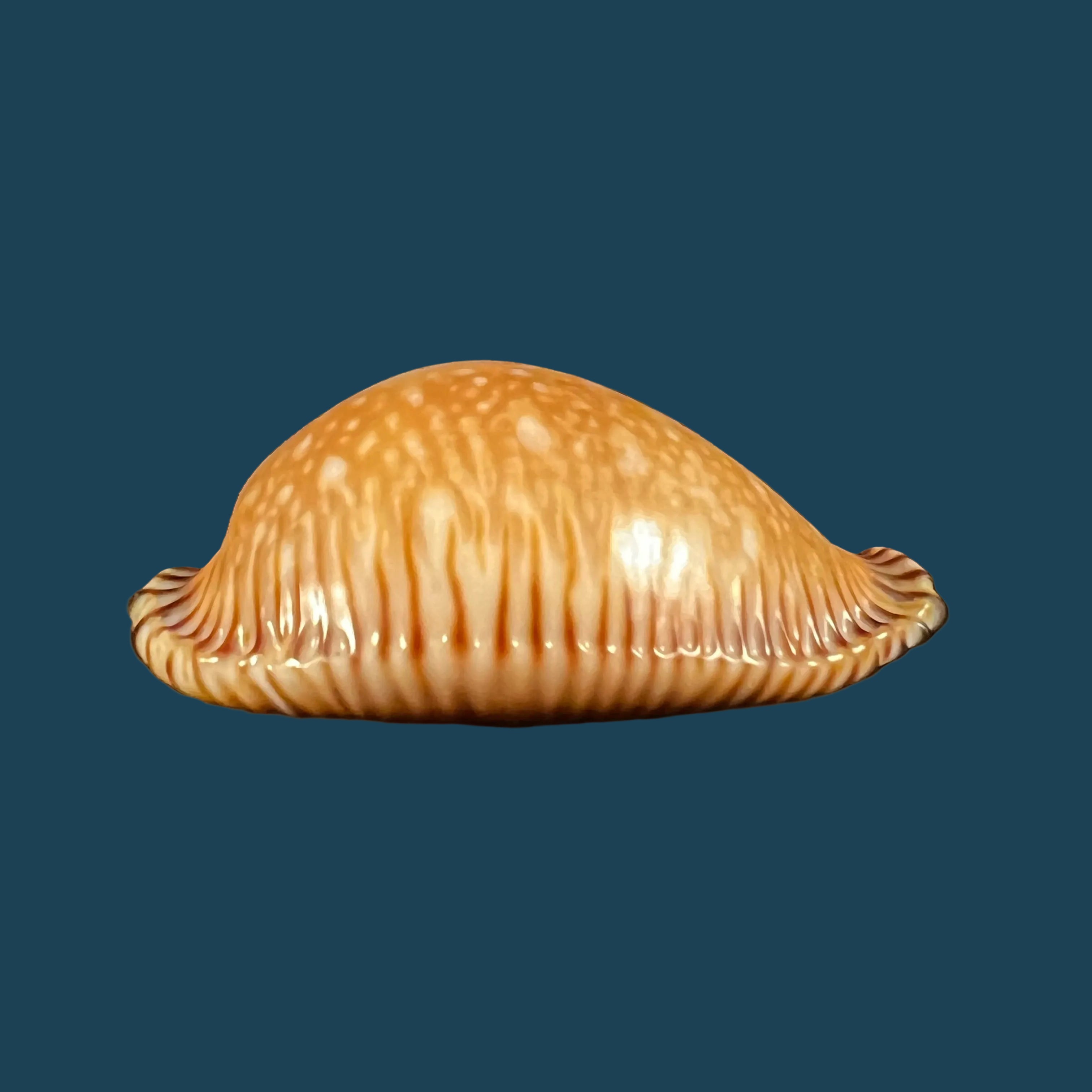 Perisserosa guttata surinensis (L. Raybaudi, 1978) - 49,4mm