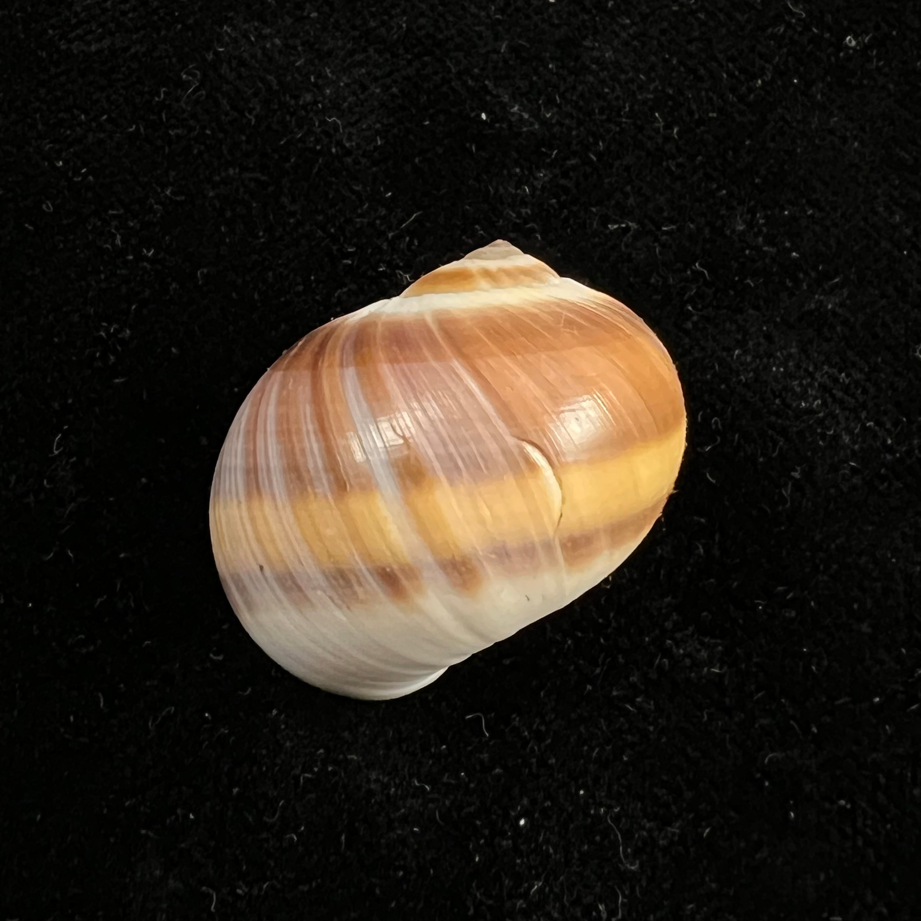 Natica vitellus (林奈, 1758) - 26,6mm