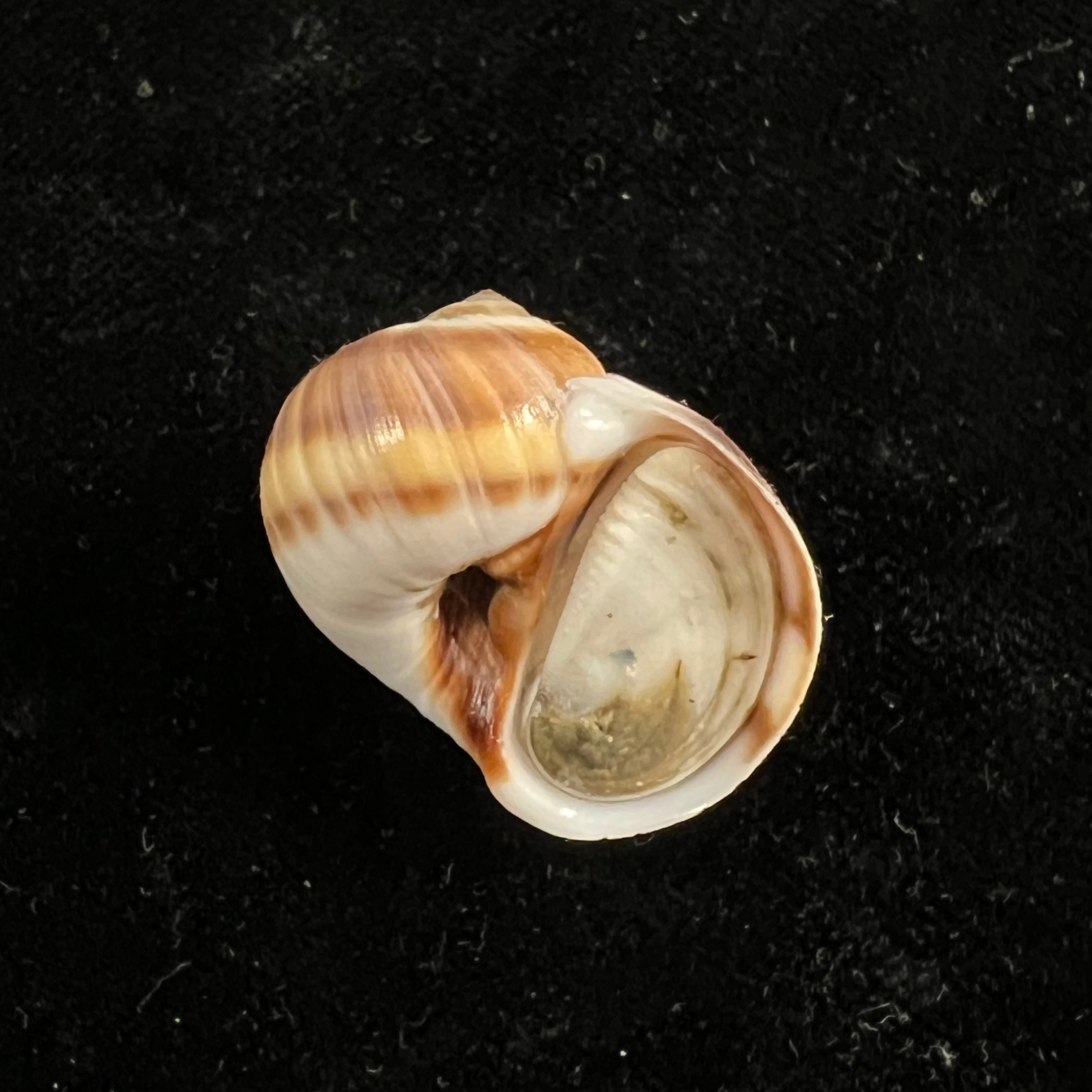 Natica vitellus (林奈, 1758) - 26,6mm