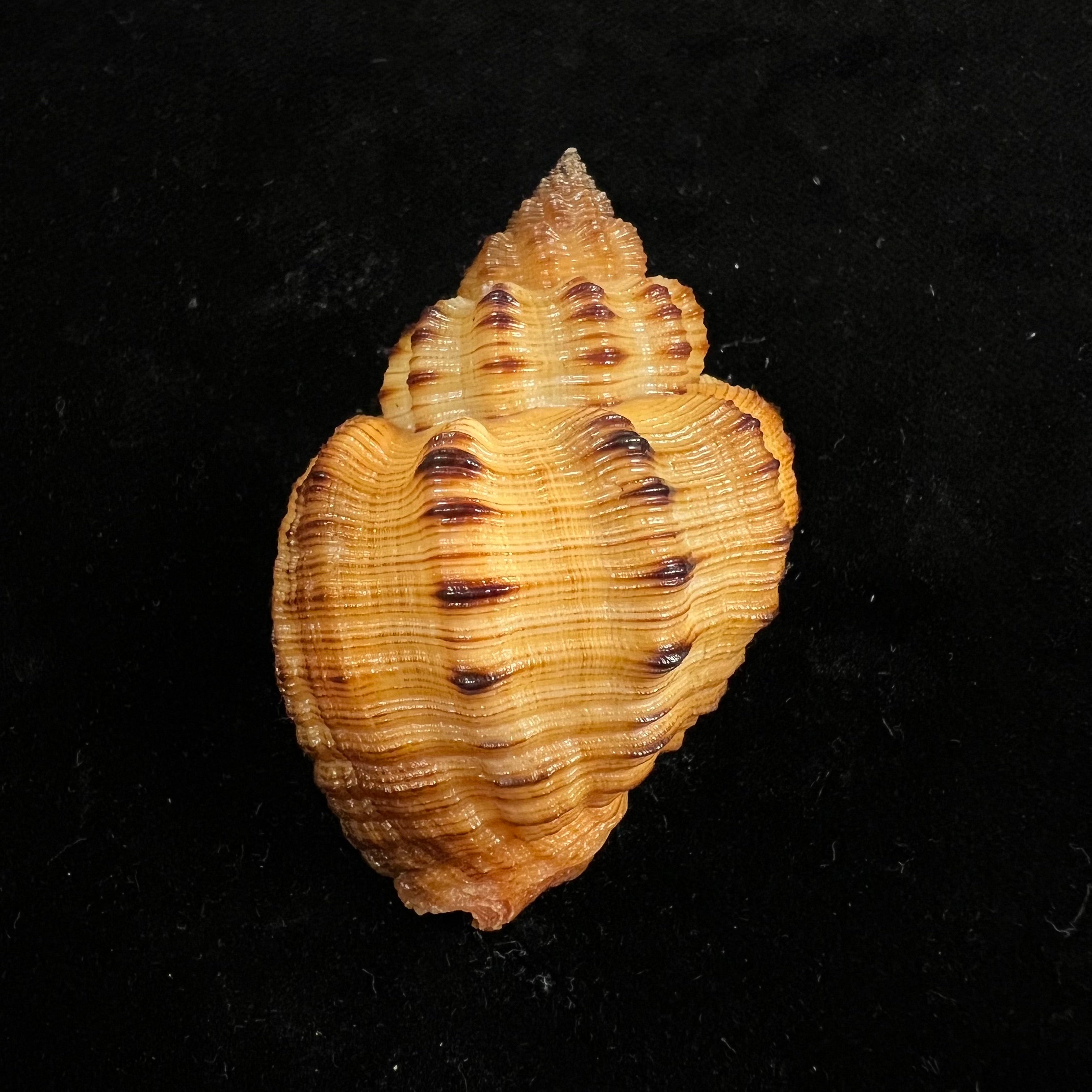 黑口斑鳐(GB Sowerby I, 1825) - 54,9毫米
