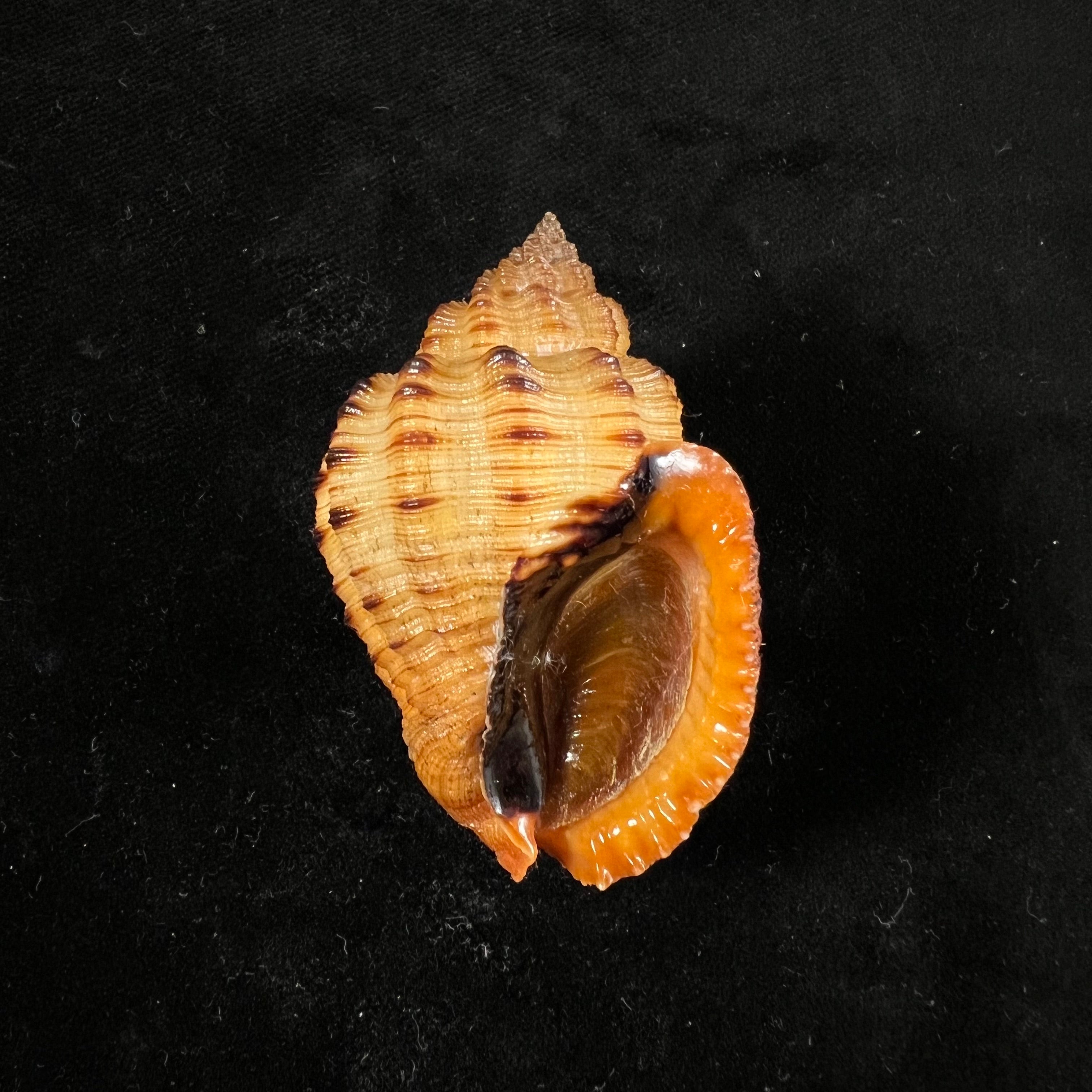黑口斑鳐(GB Sowerby I, 1825) - 54,9毫米