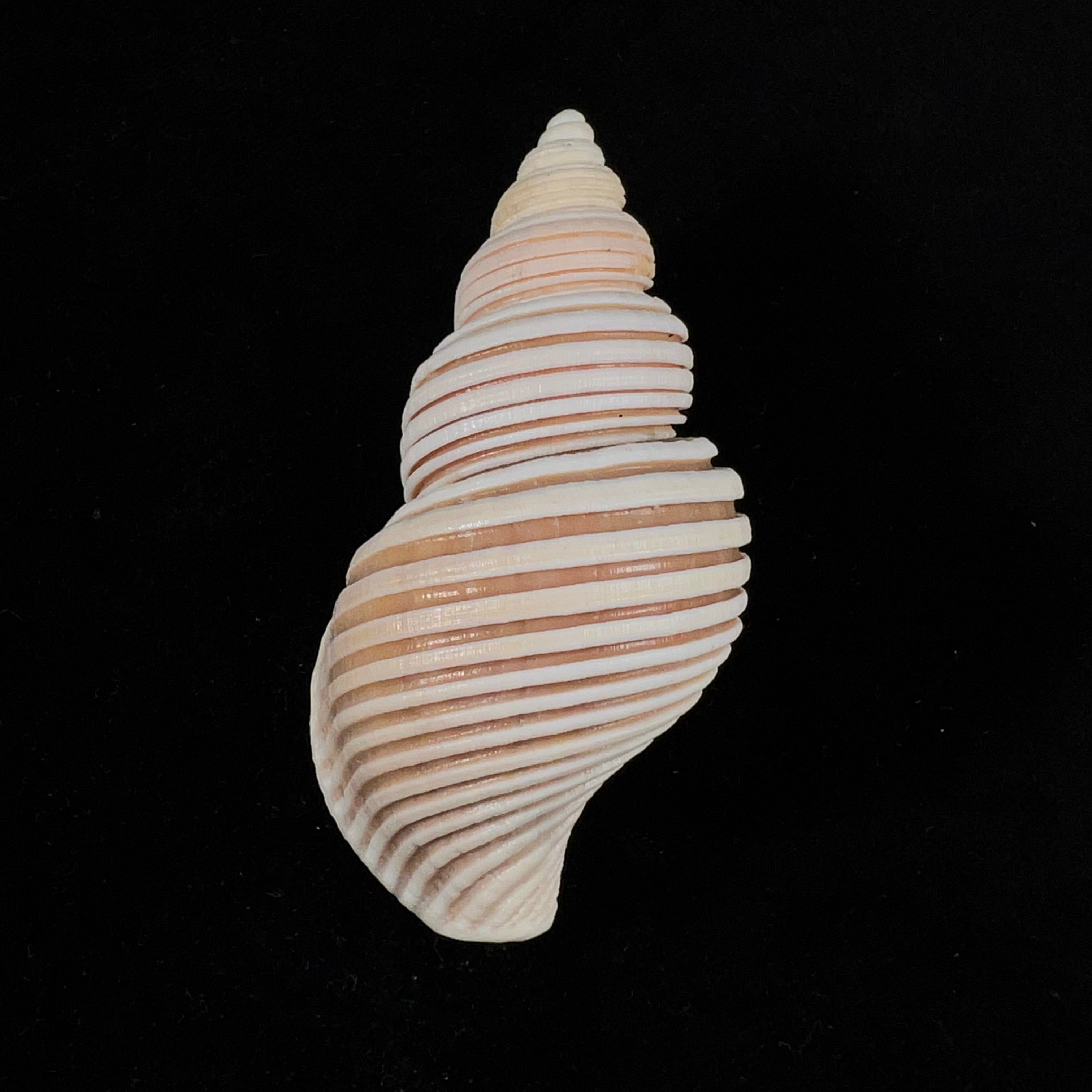 Ancistrolepis vietnamensis Sirenko & Goryachev, 1990 - 78,8mm