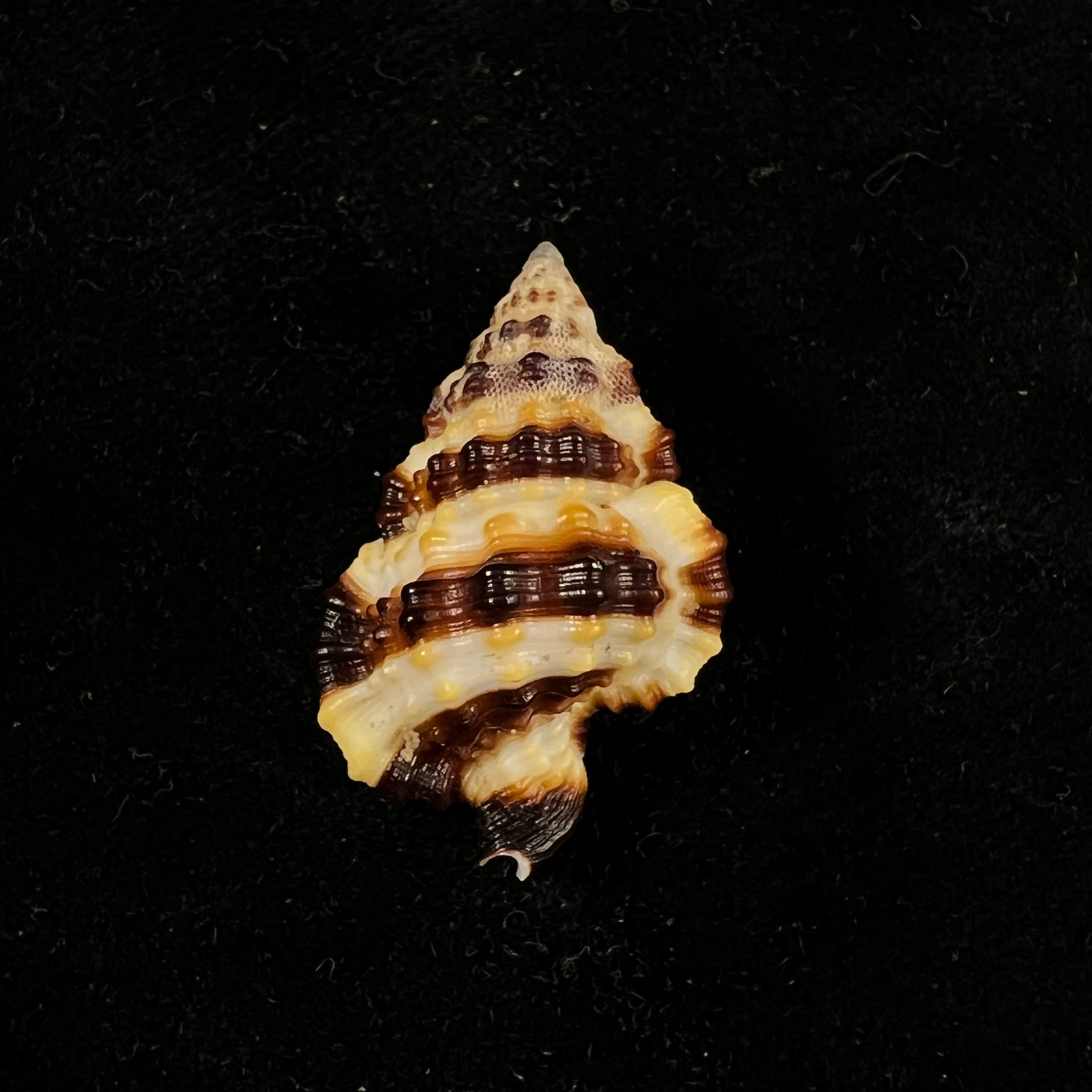 Gyrineum gyrinum (Linnaeus, 1758) - 30,6毫米