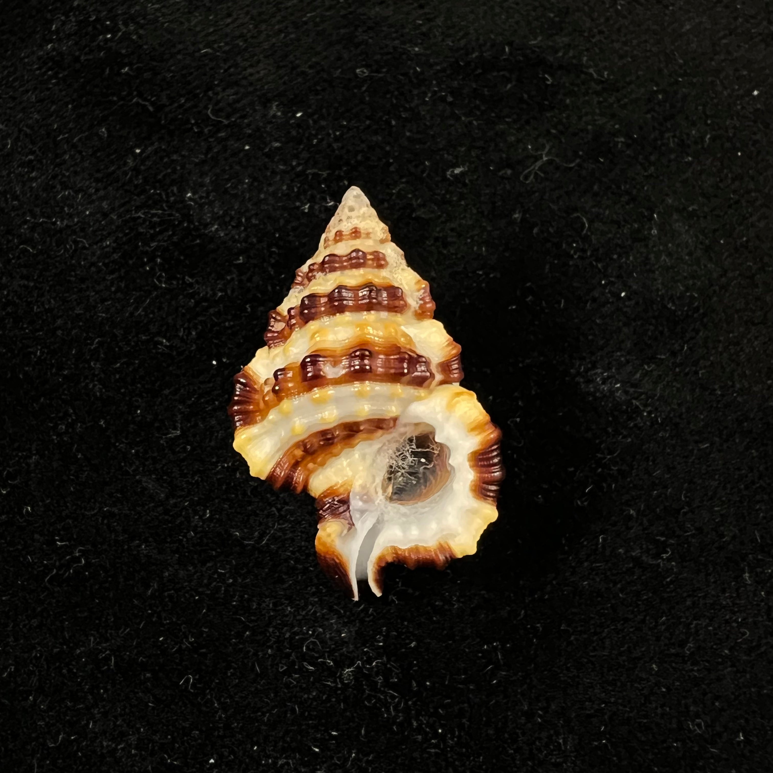 Gyrineum gyrinum (Linnaeus, 1758) - 30,6毫米