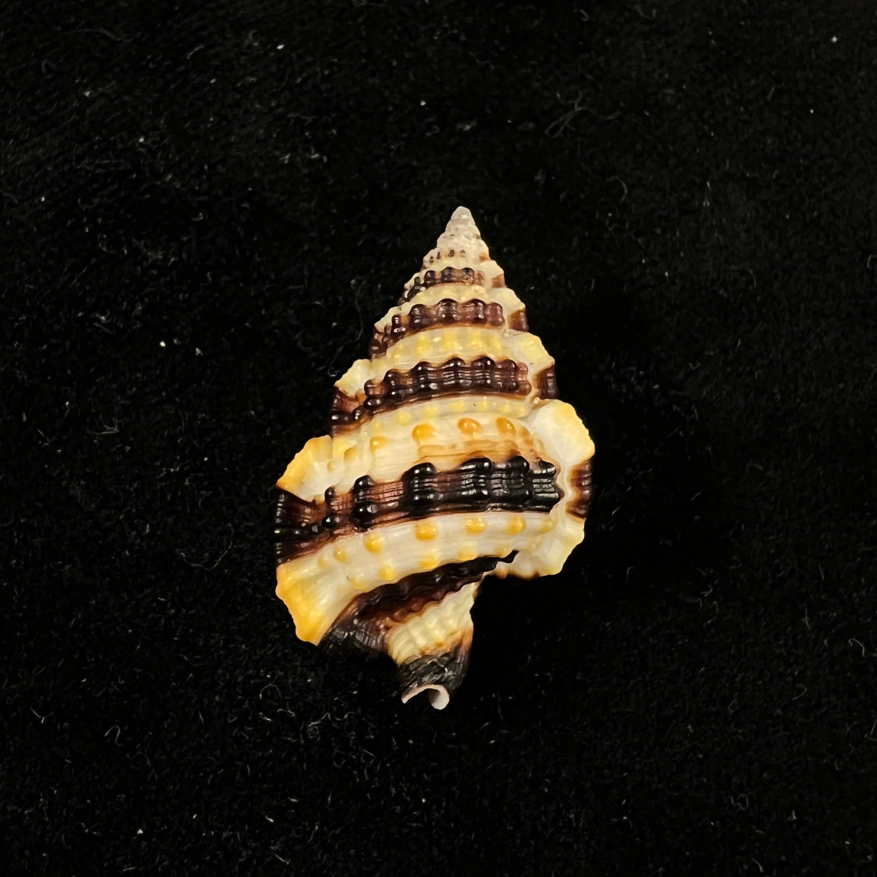 Gyrineum gyrinum (Linnaeus, 1758) - 30,1毫米