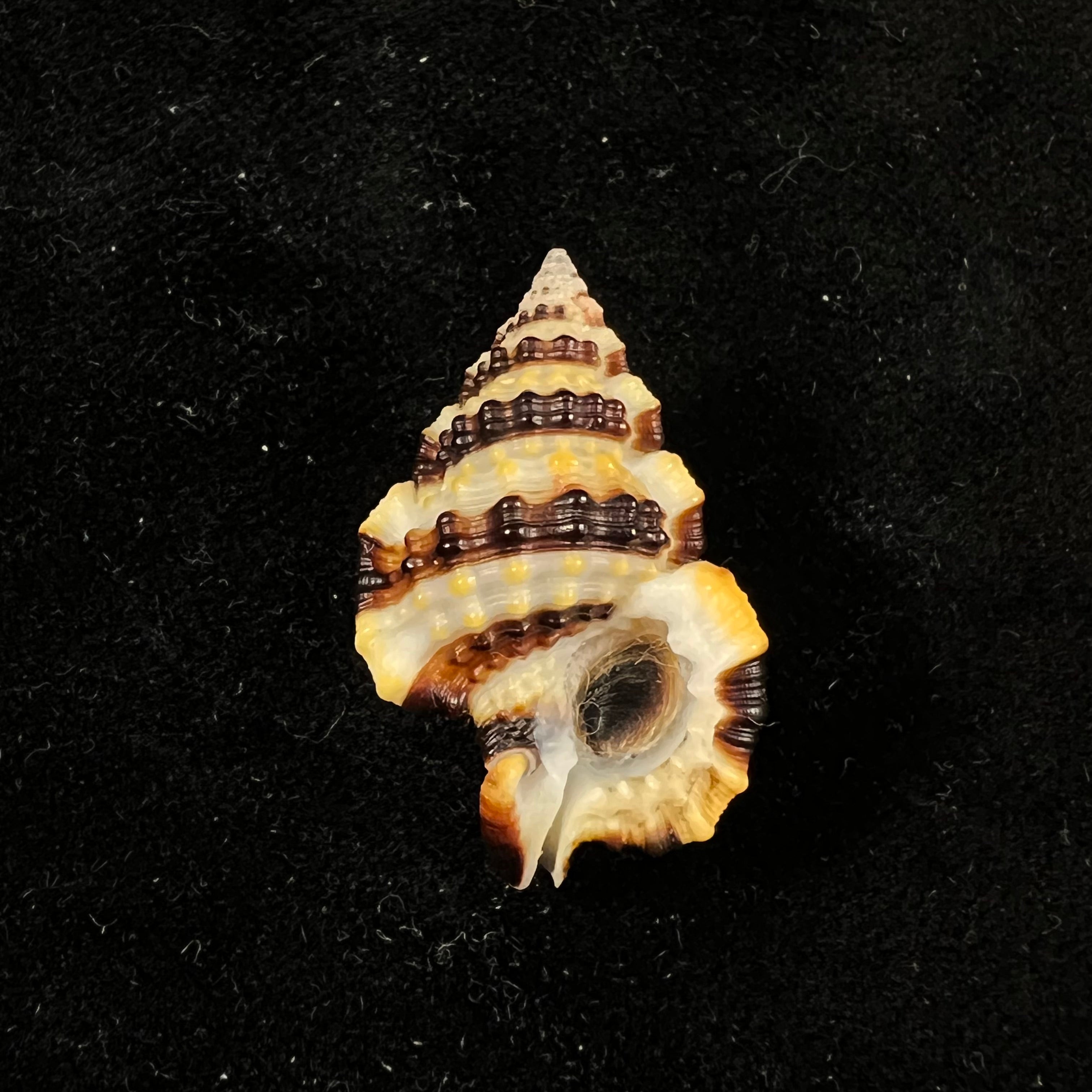 Gyrineum gyrinum (Linnaeus, 1758) - 30,1毫米