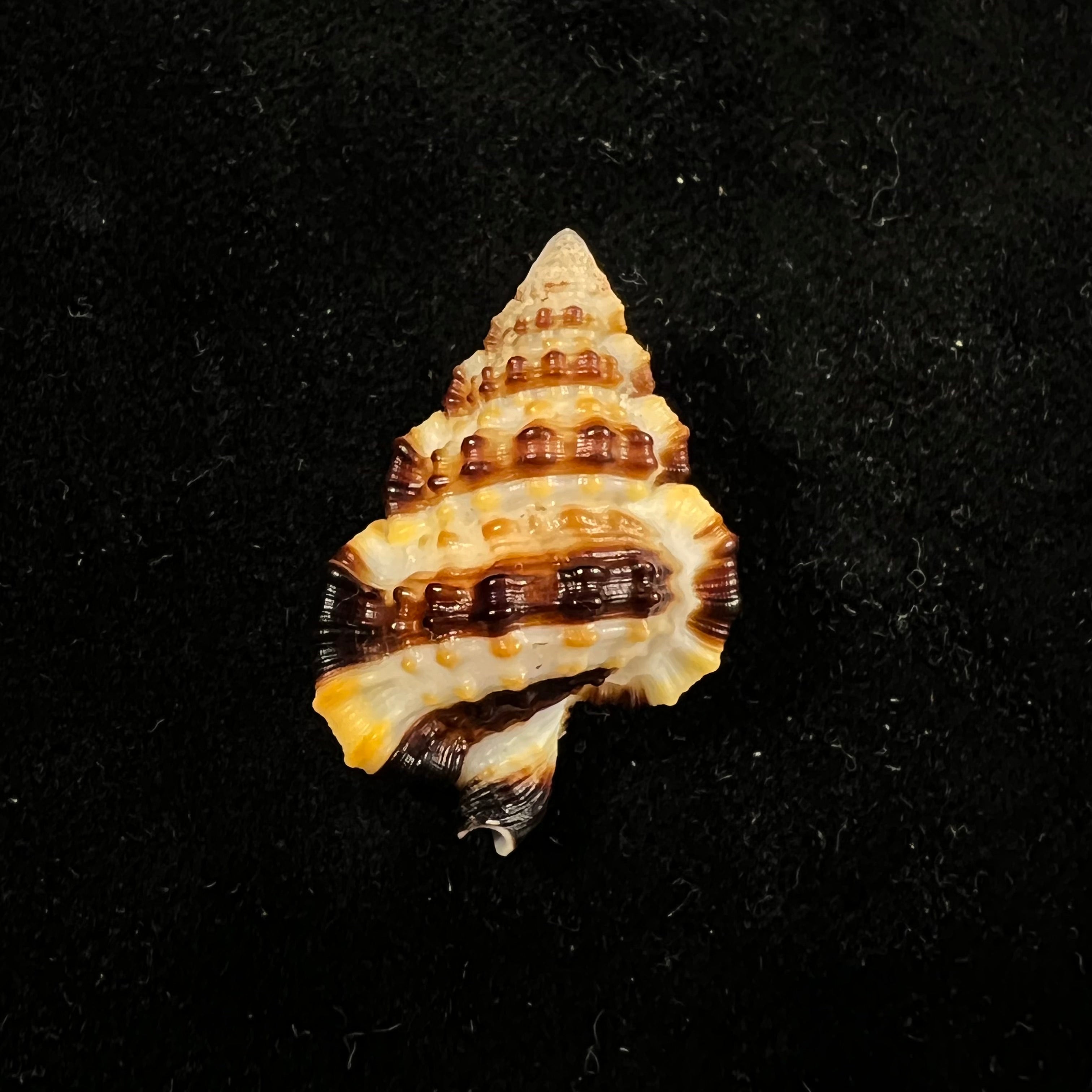 Gyrineum gyrinum(林奈,1758)- 28,3毫米