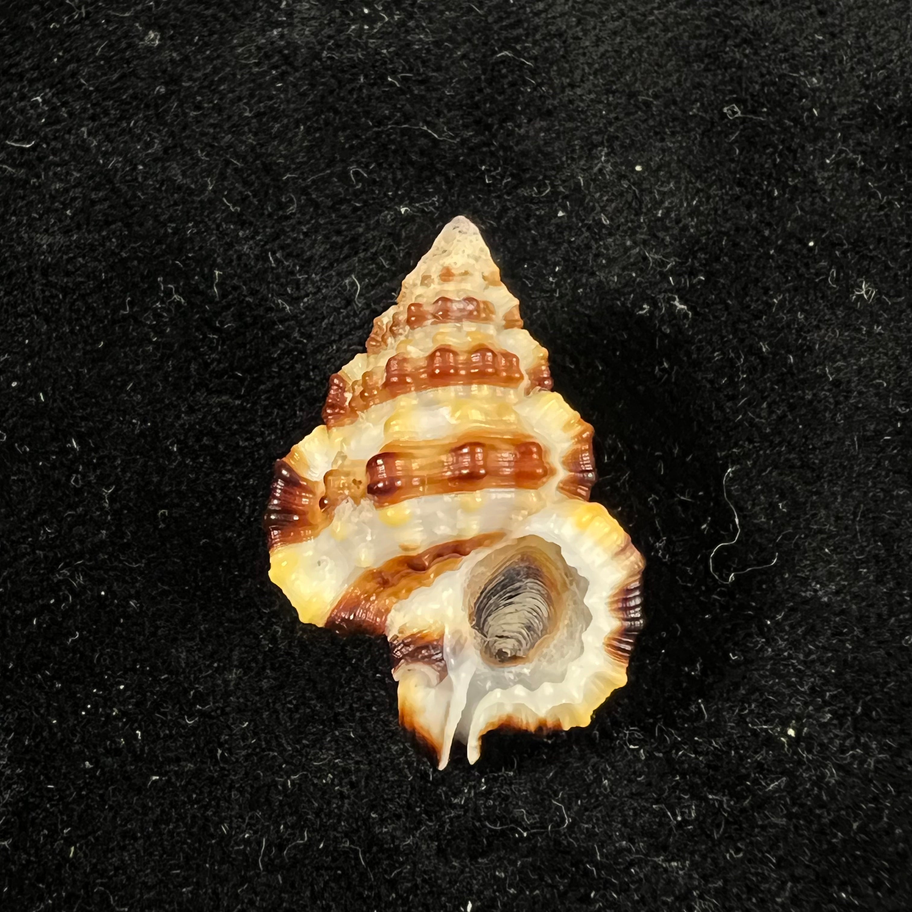 Gyrineum gyrinum(林奈,1758)- 28,3毫米