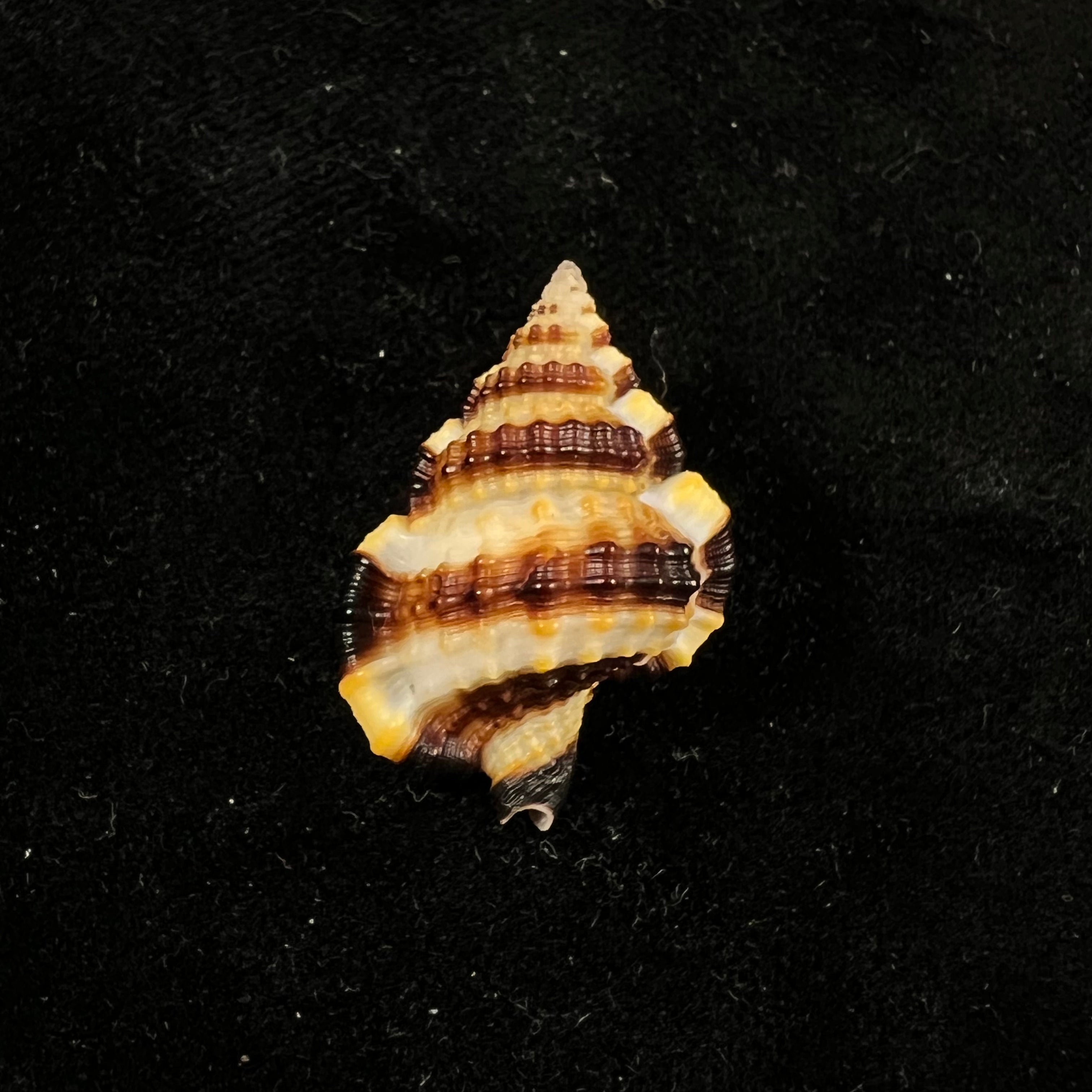 Gyrineum gyrinum (林奈, 1758) - 27,8mm