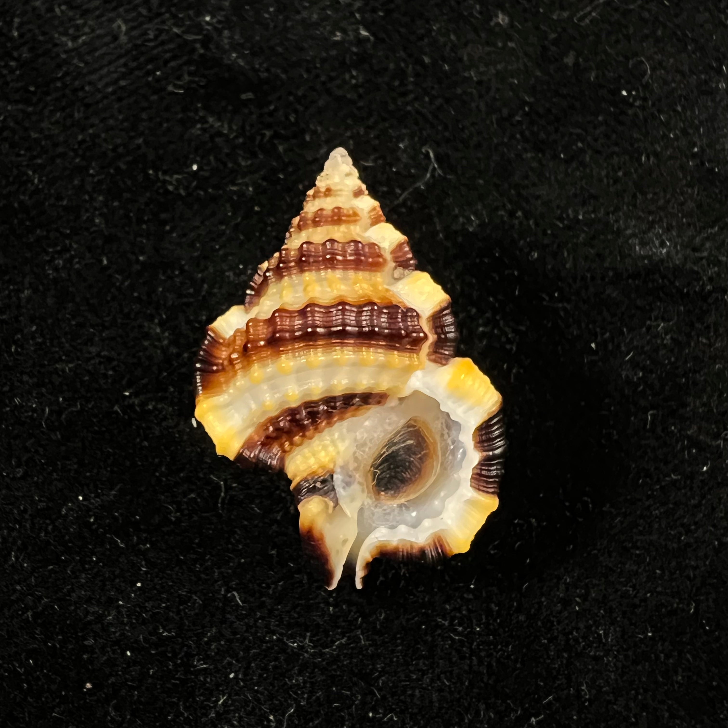Gyrineum gyrinum (林奈, 1758) - 27,8mm