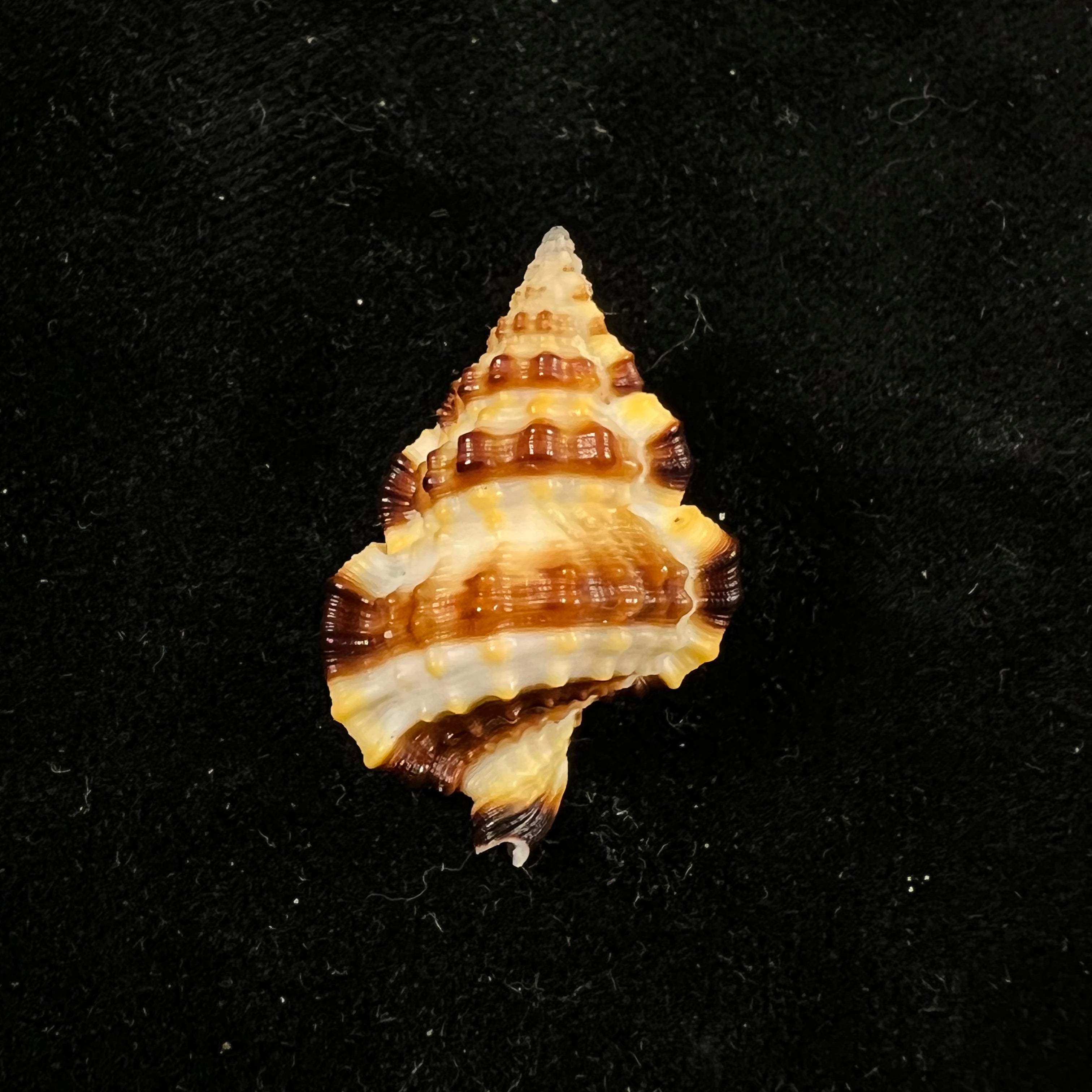 Gyrineum gyrinum (林奈, 1758) - 29,4mm