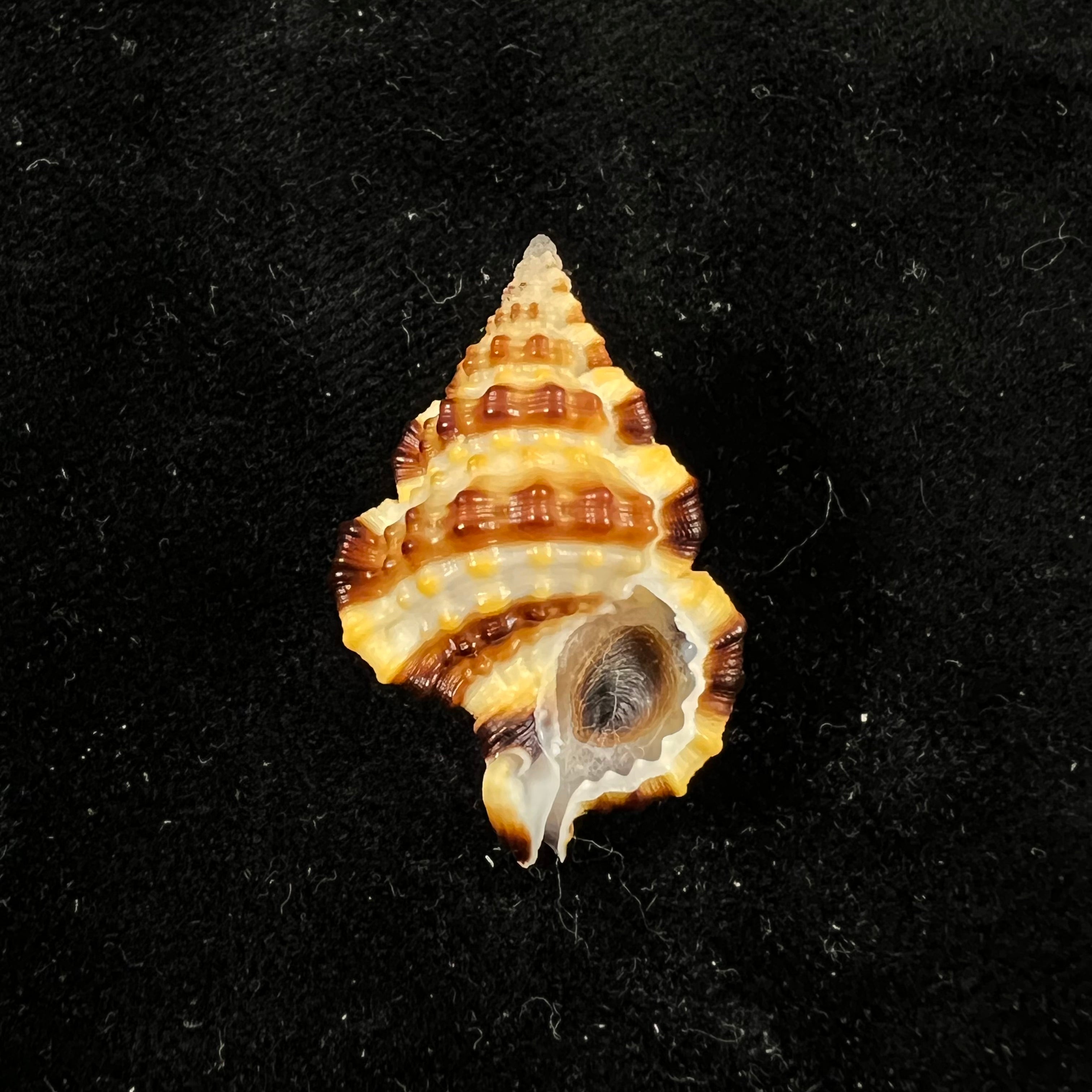 Gyrineum gyrinum (林奈, 1758) - 29,4mm