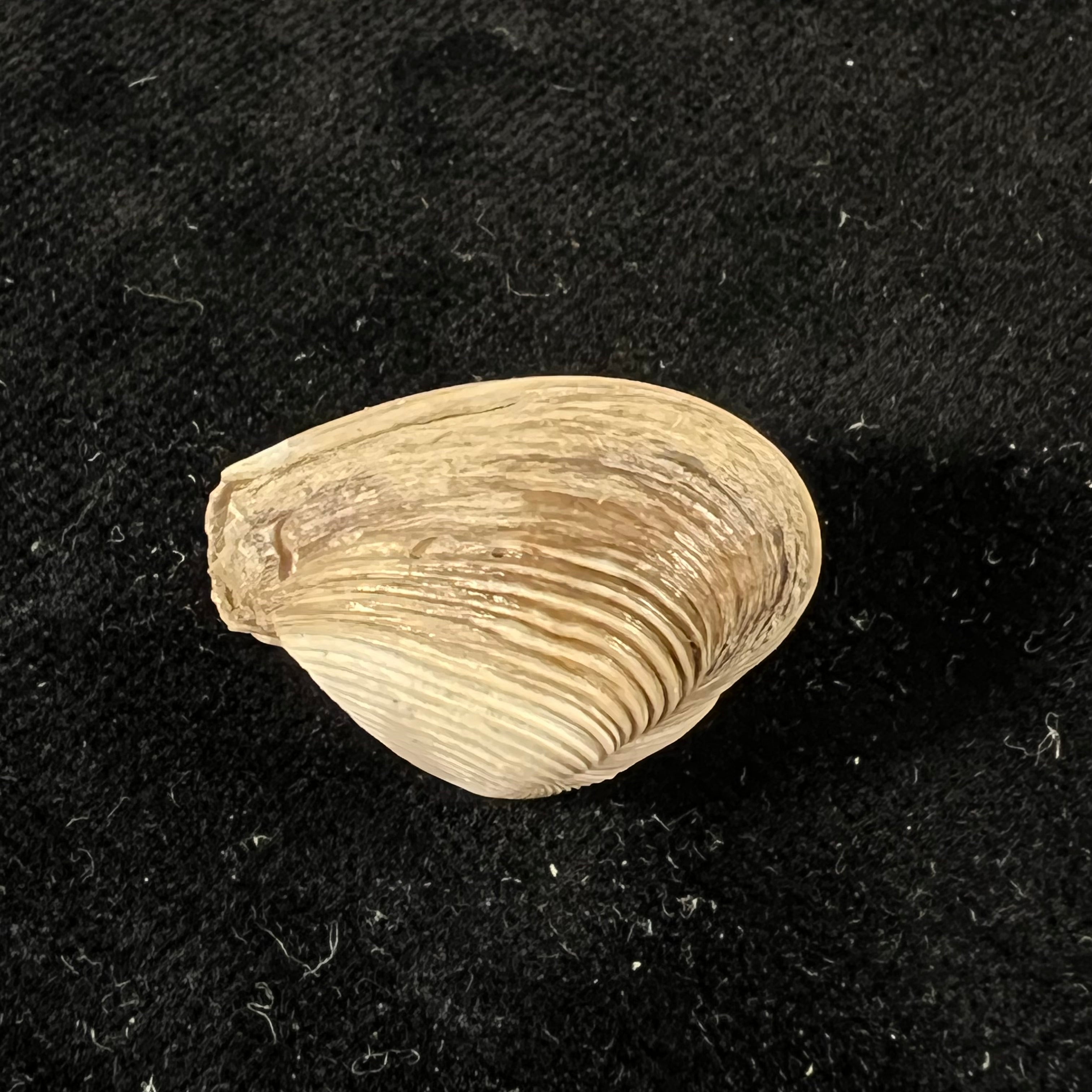 Corbula erythrodon Lamarck, 1818 - 23,6mm