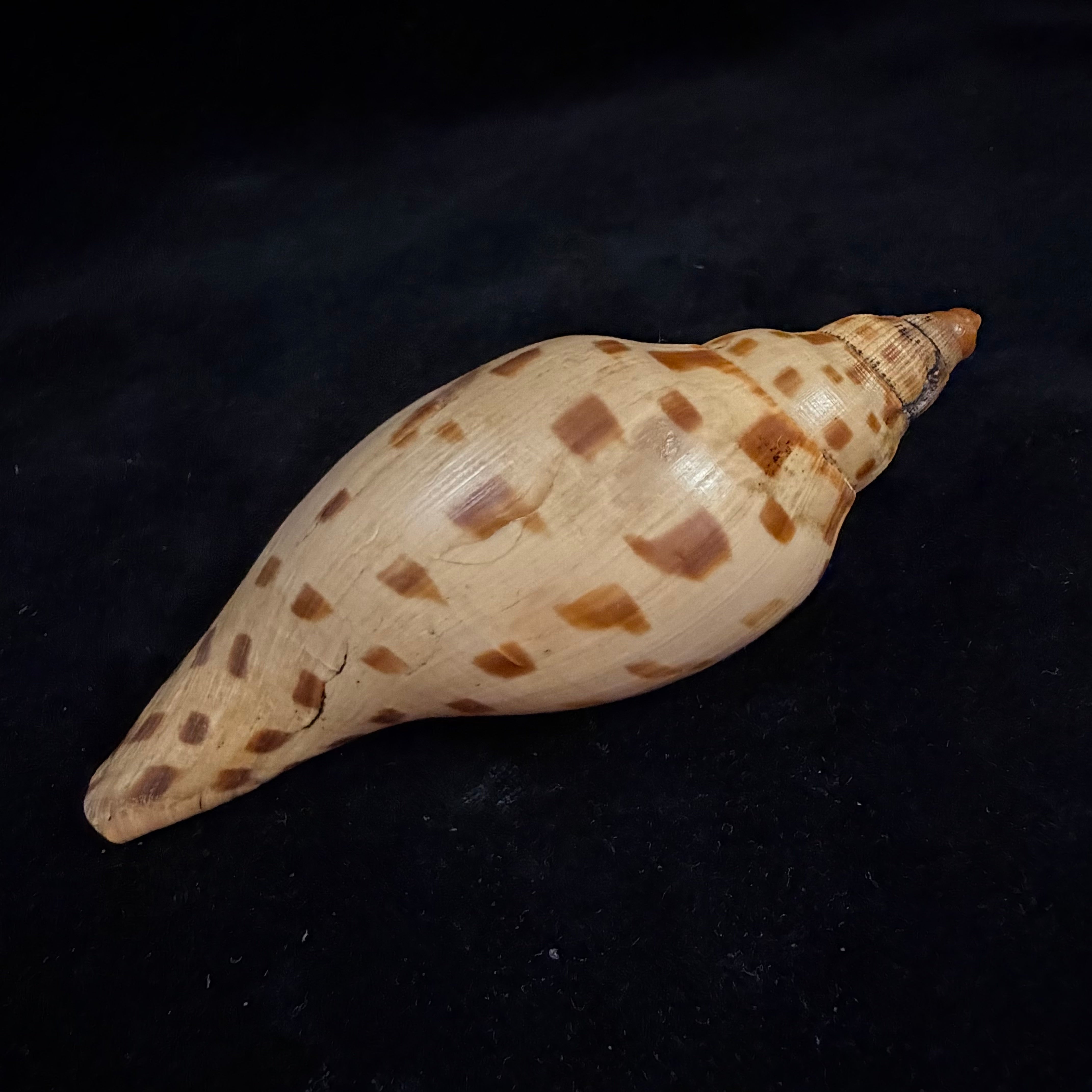 Scaphella matchetti Petuch & Sargent, 2011 - 113,1mm