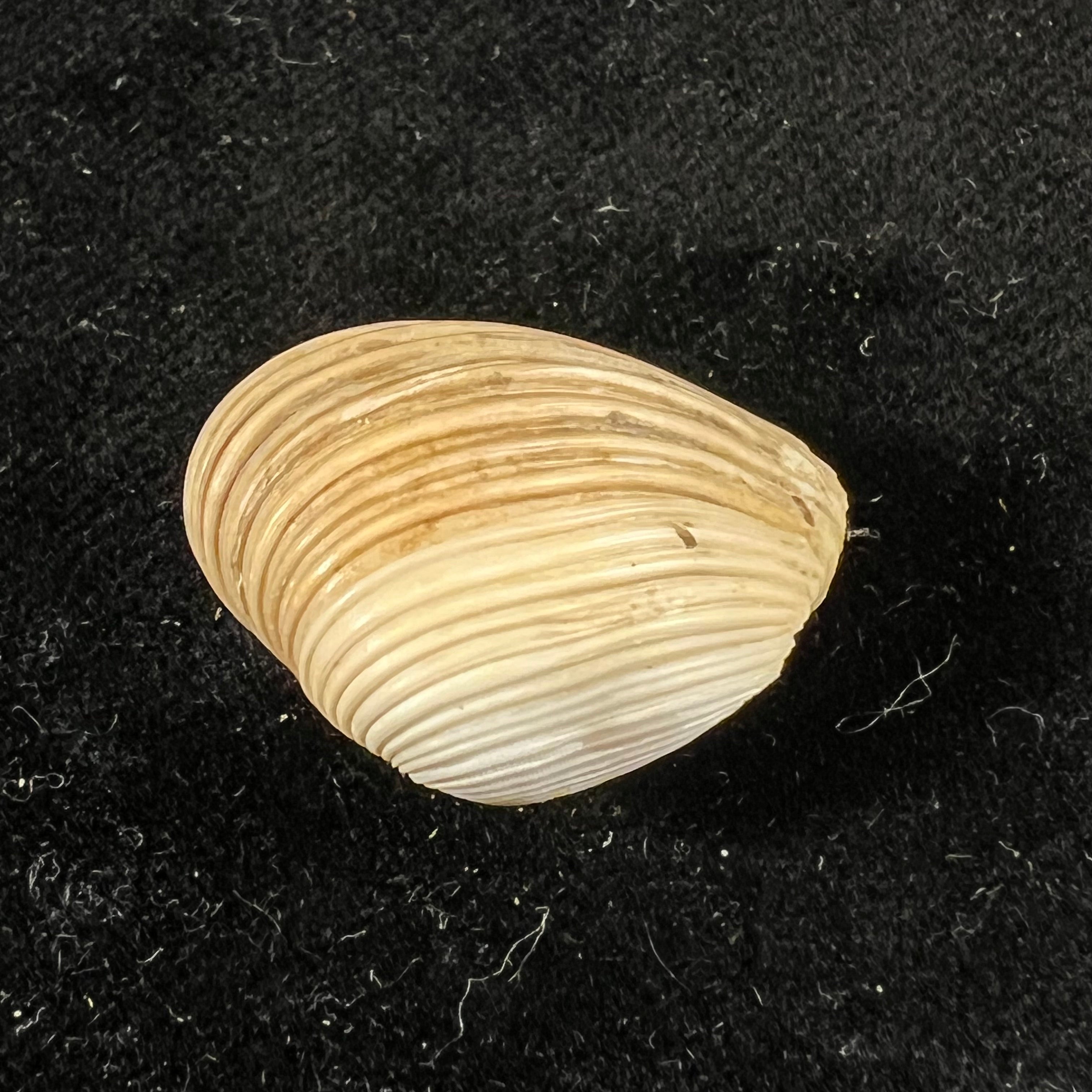 Corbula erythrodon Lamarck, 1818 - 23,6mm