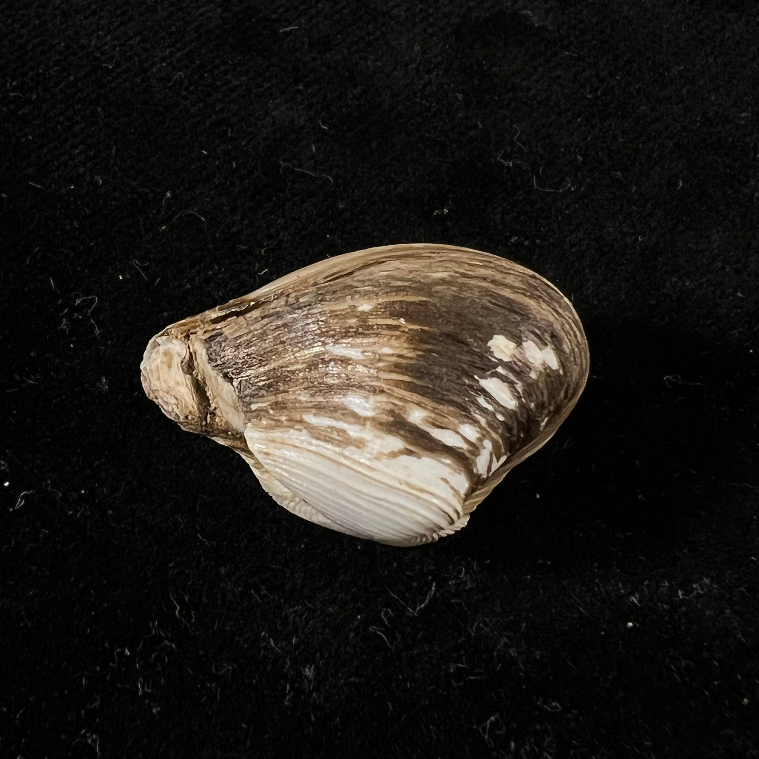 Corbula erythrodon Lamarck, 1818 - 25,3mm