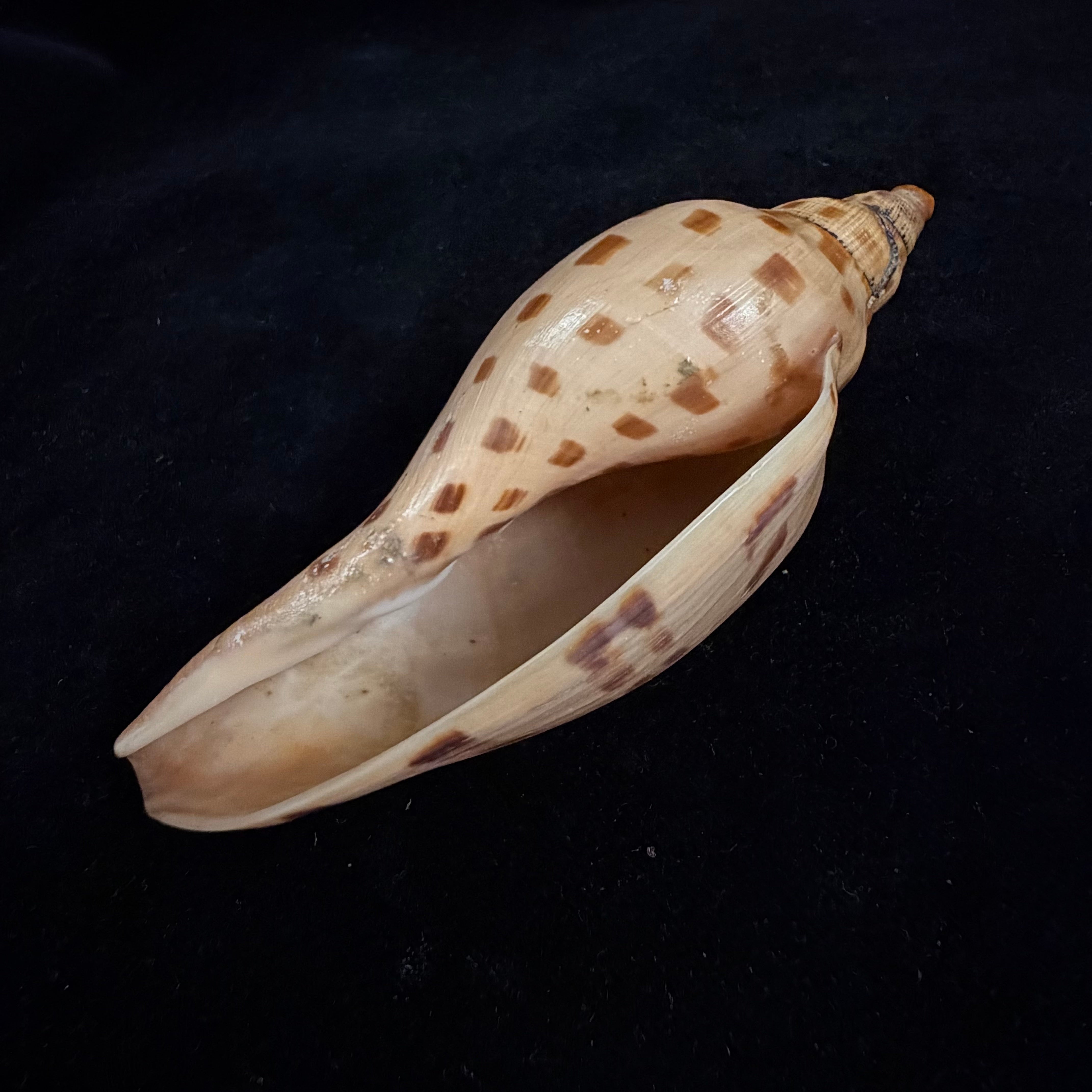 Scaphella matchetti Petuch & Sargent, 2011 - 113,1mm