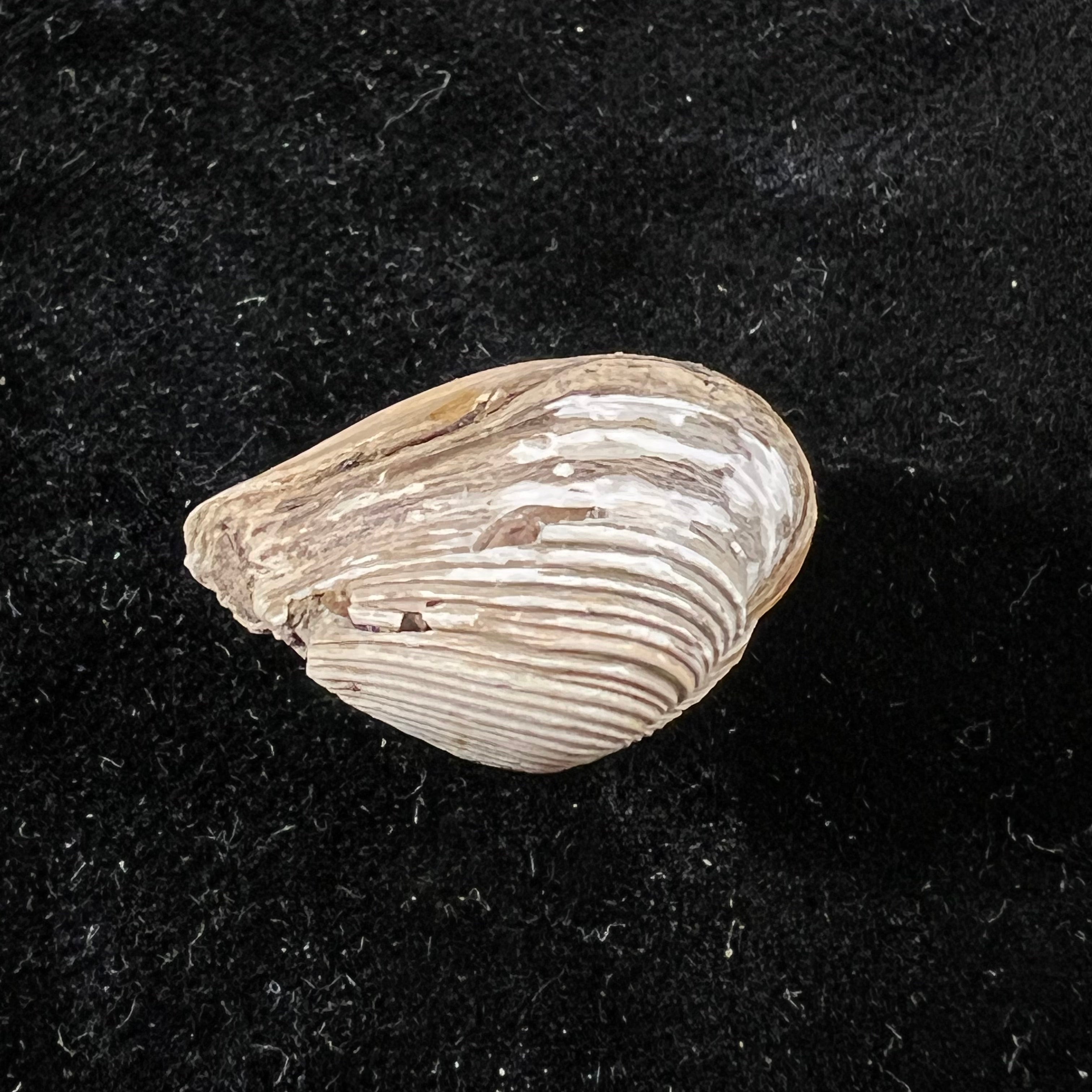 Corbula erythrodon 拉马克, 1818 - 23,5mm
