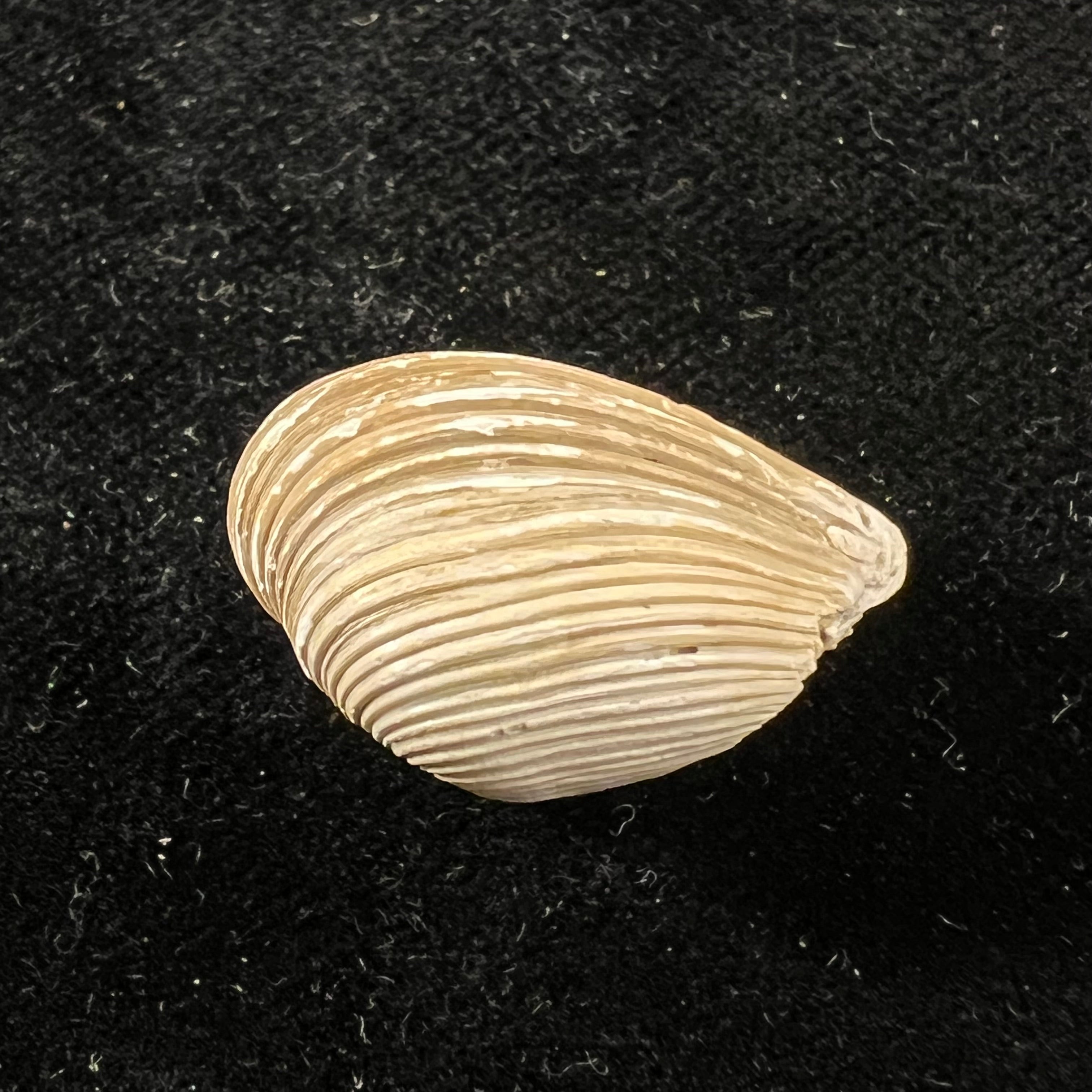 Corbula erythrodon 拉马克, 1818 - 23,5mm