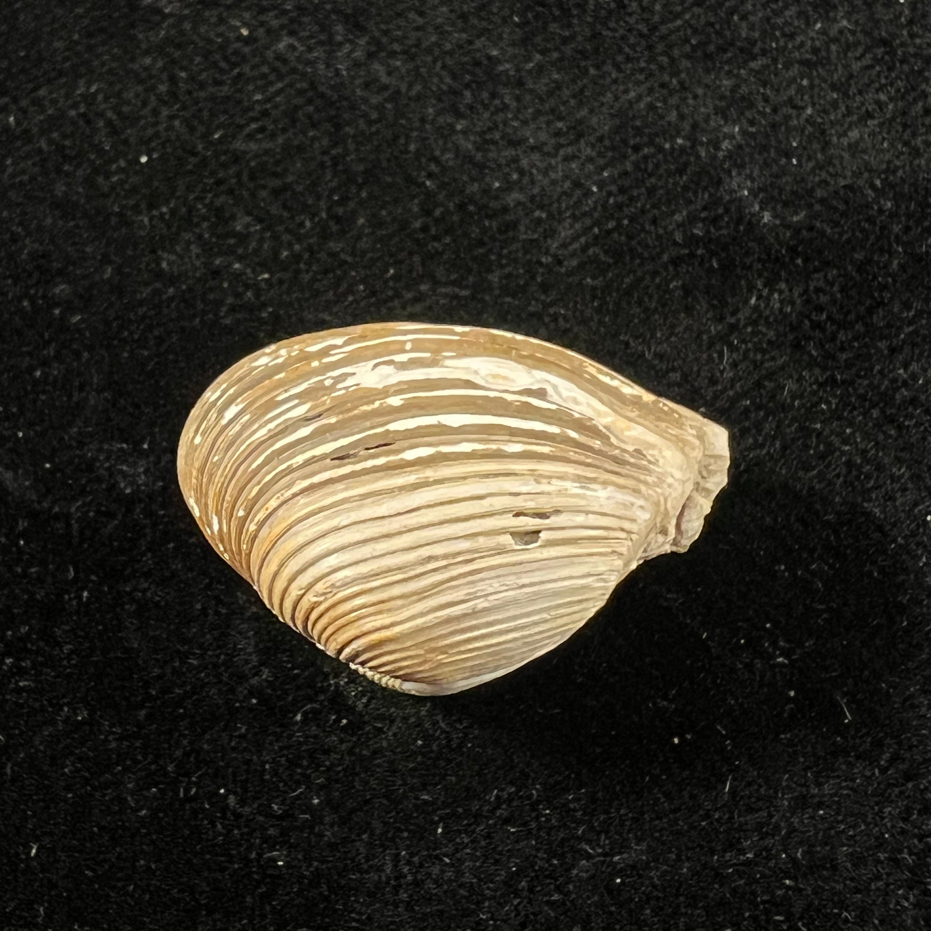 Corbula erythrodon Lamarck, 1818 - 24,6mm