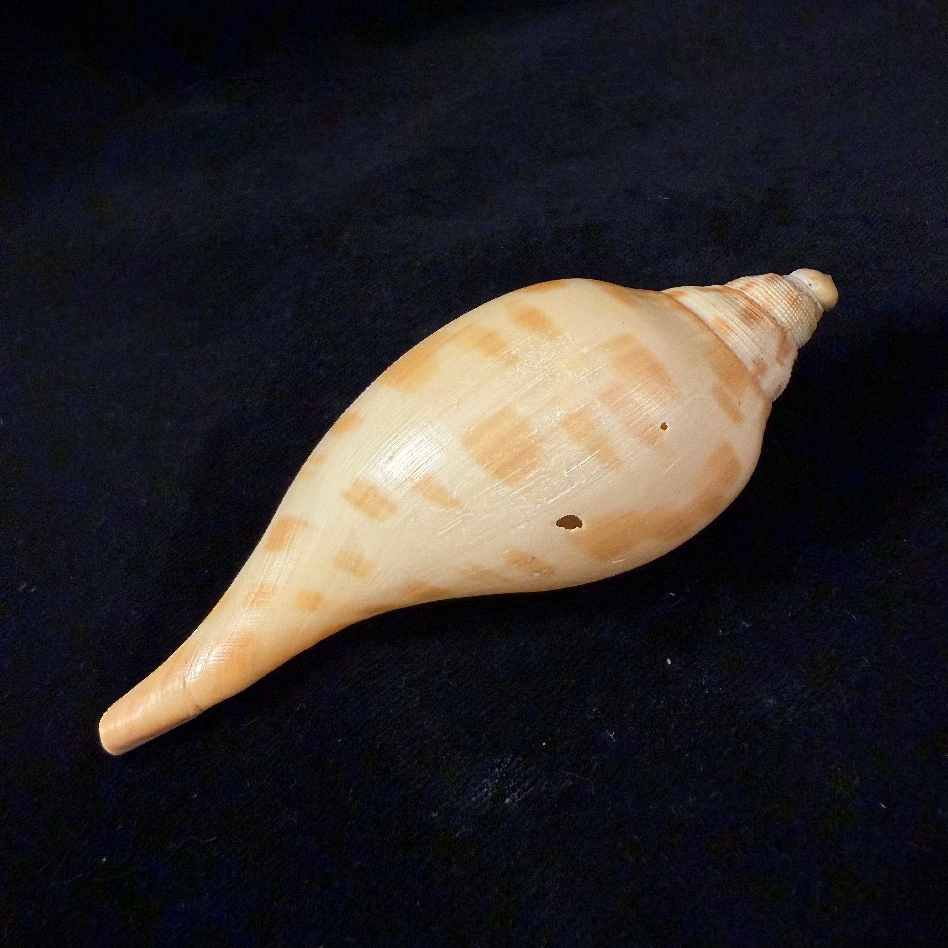 Scaphella matchetti Petuch & Sargent, 2011 - 104,6mm