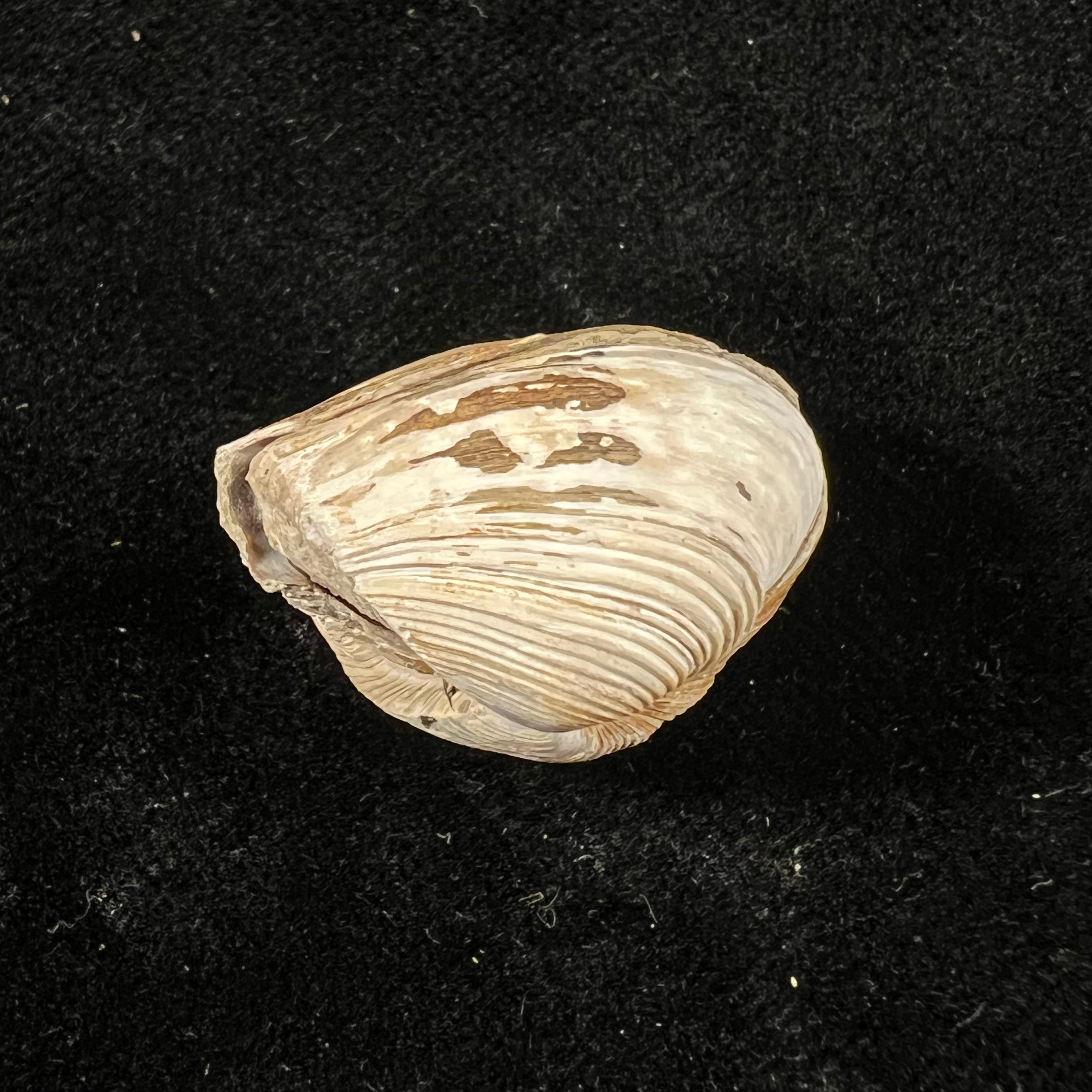 Corbula erythrodon Lamarck, 1818 - 24,6mm