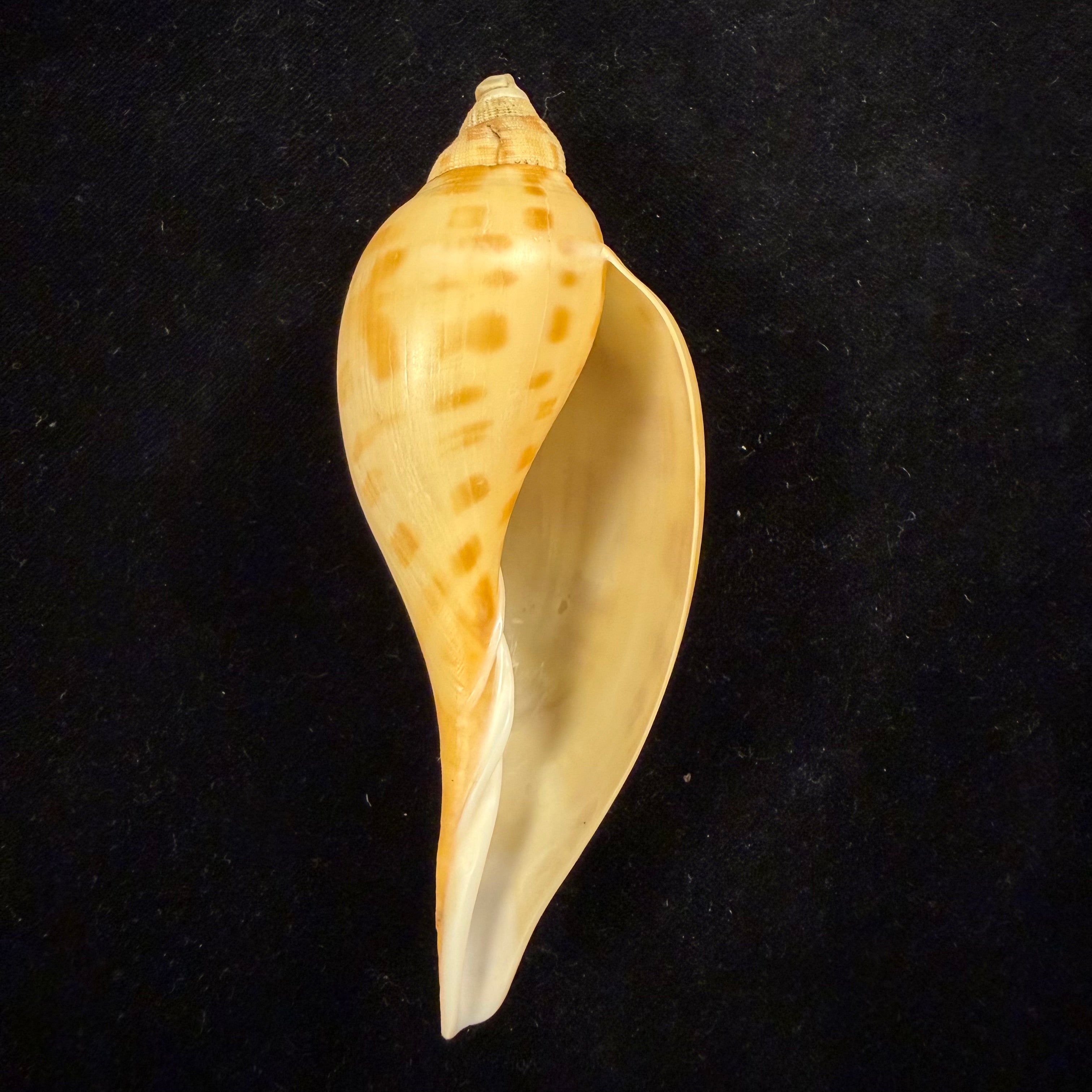 Scaphella matchetti Petuch & Sargent, 2011 - 104,6mm