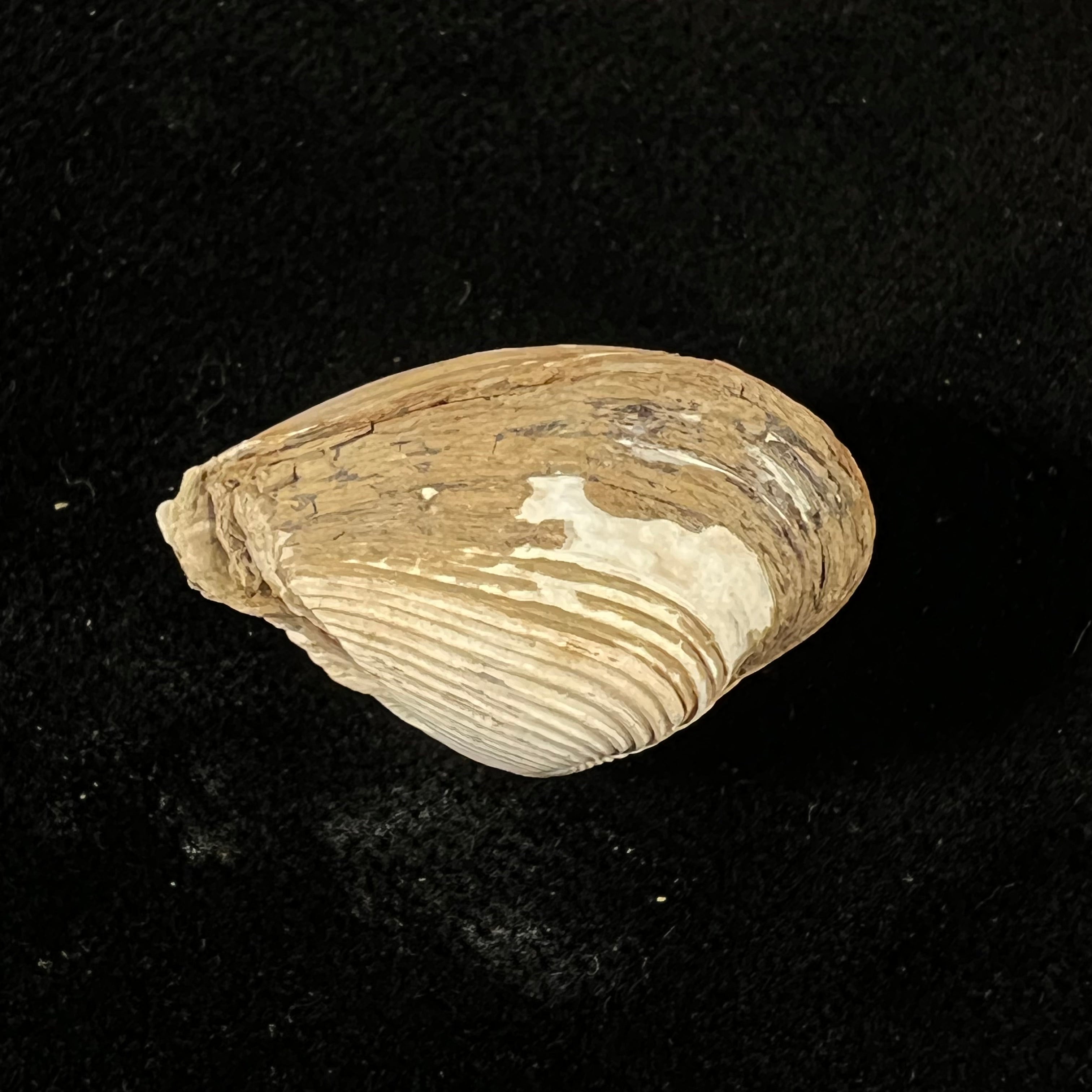 Corbula erythrodon Lamarck, 1818 - 26,3mm