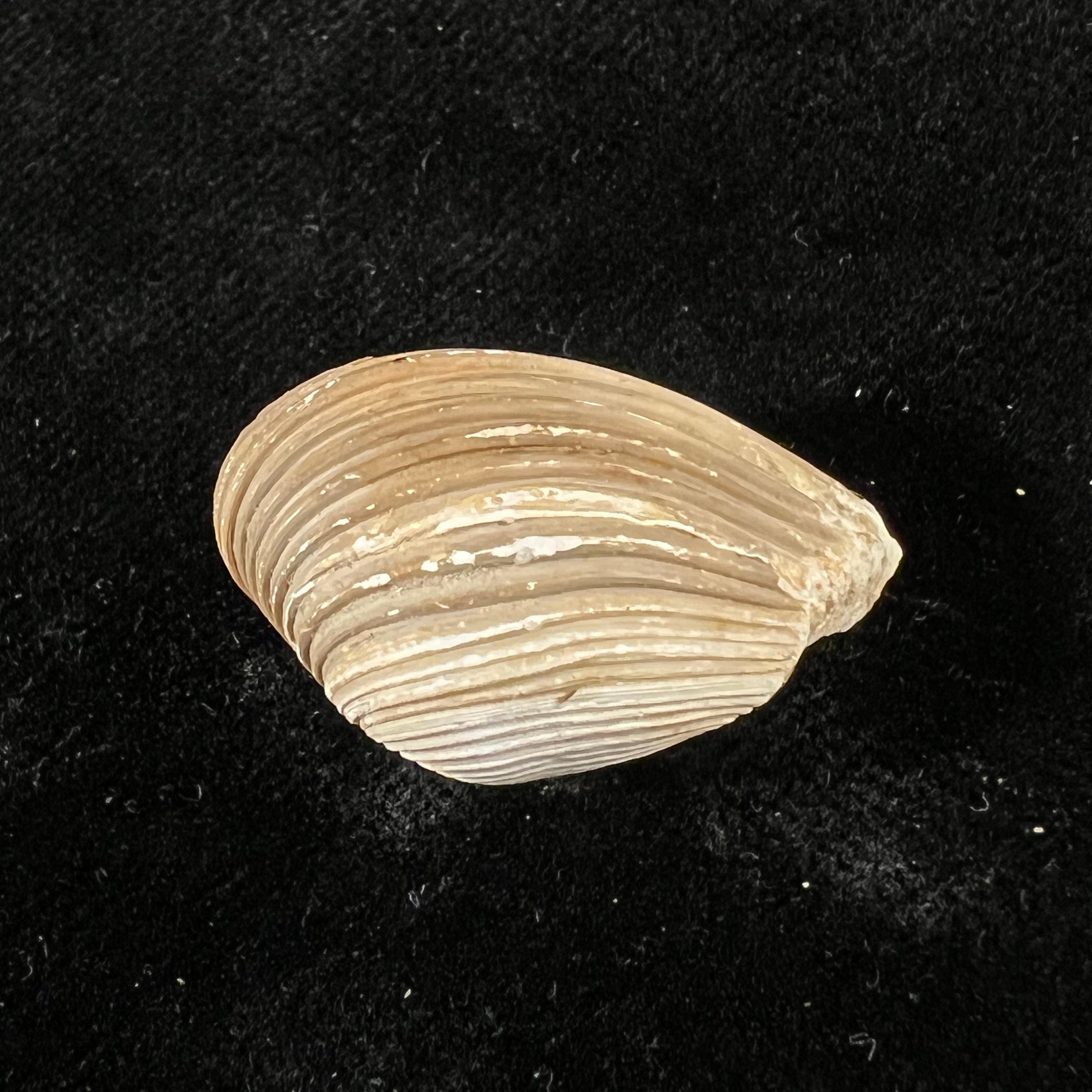 Corbula erythrodon Lamarck, 1818 - 26,3mm