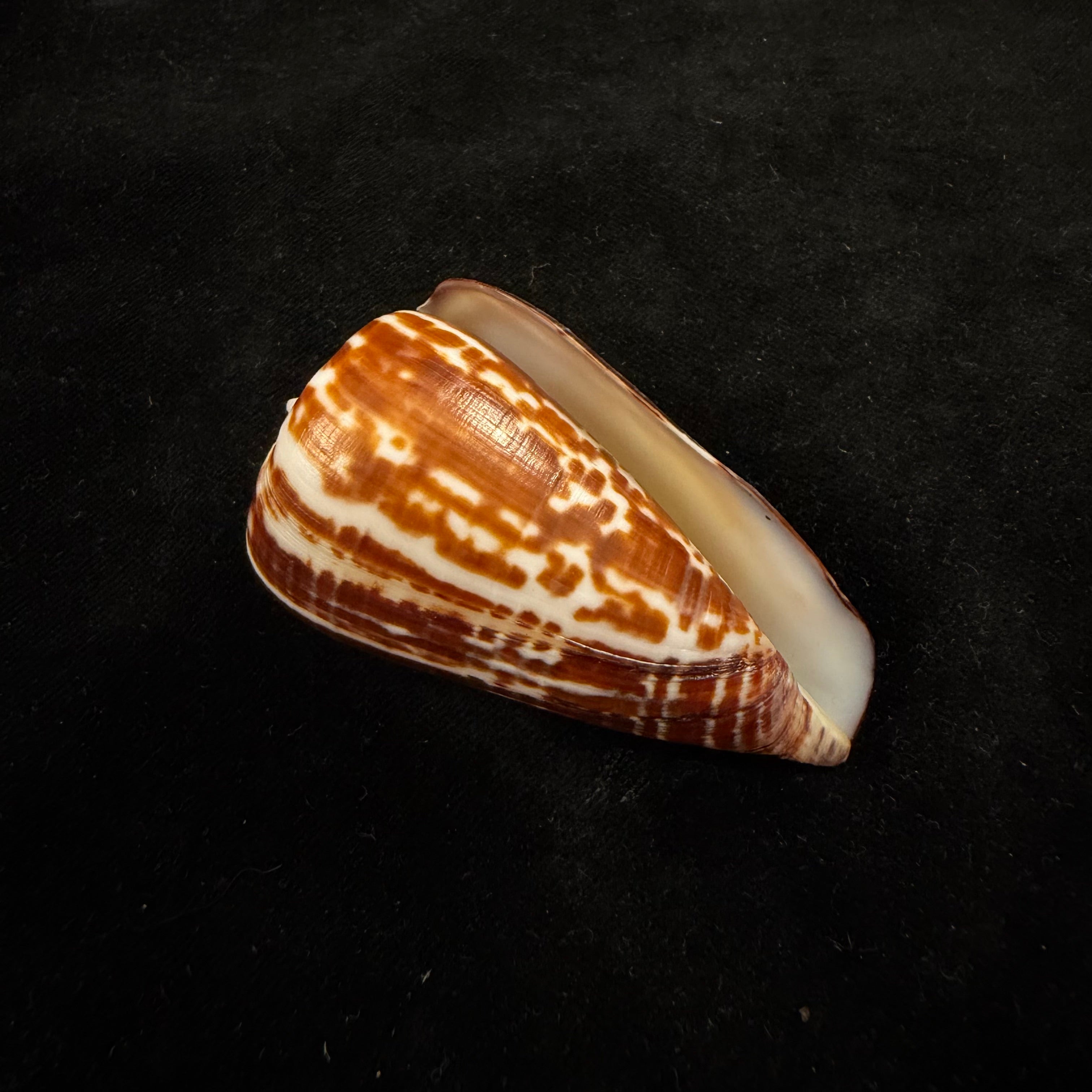 Conus spurius ochraceus Lamarck, 1810 - 65mm
