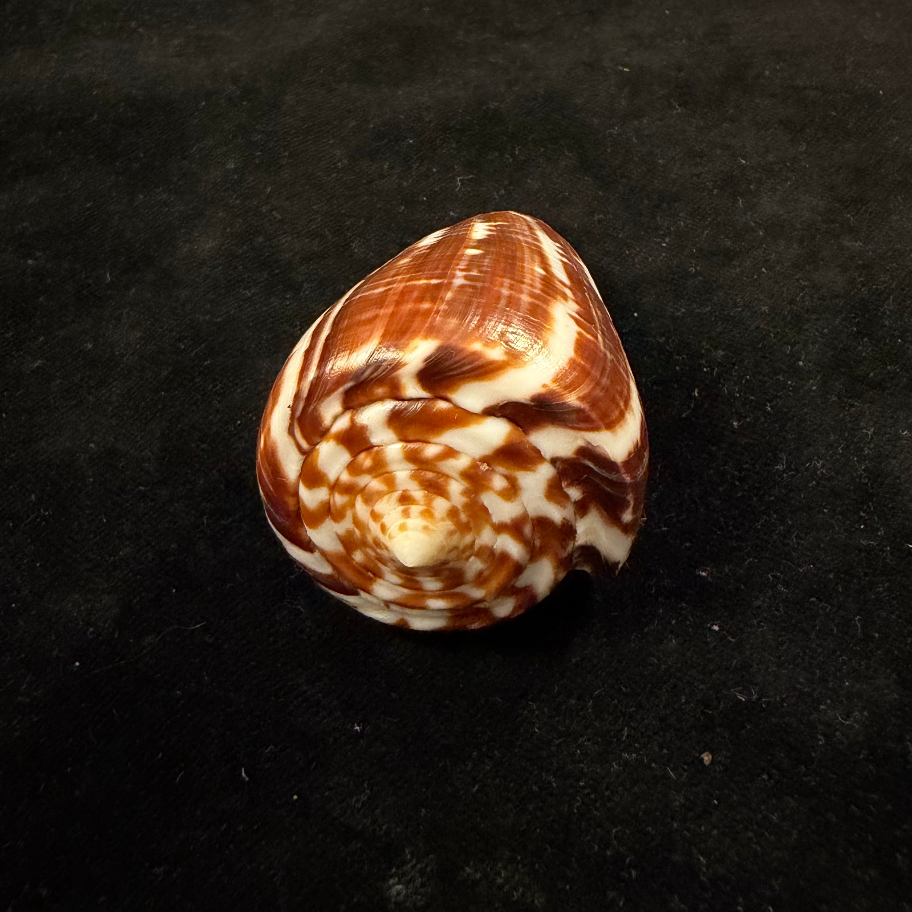 Conus spurius ochraceus Lamarck, 1810 - 65mm