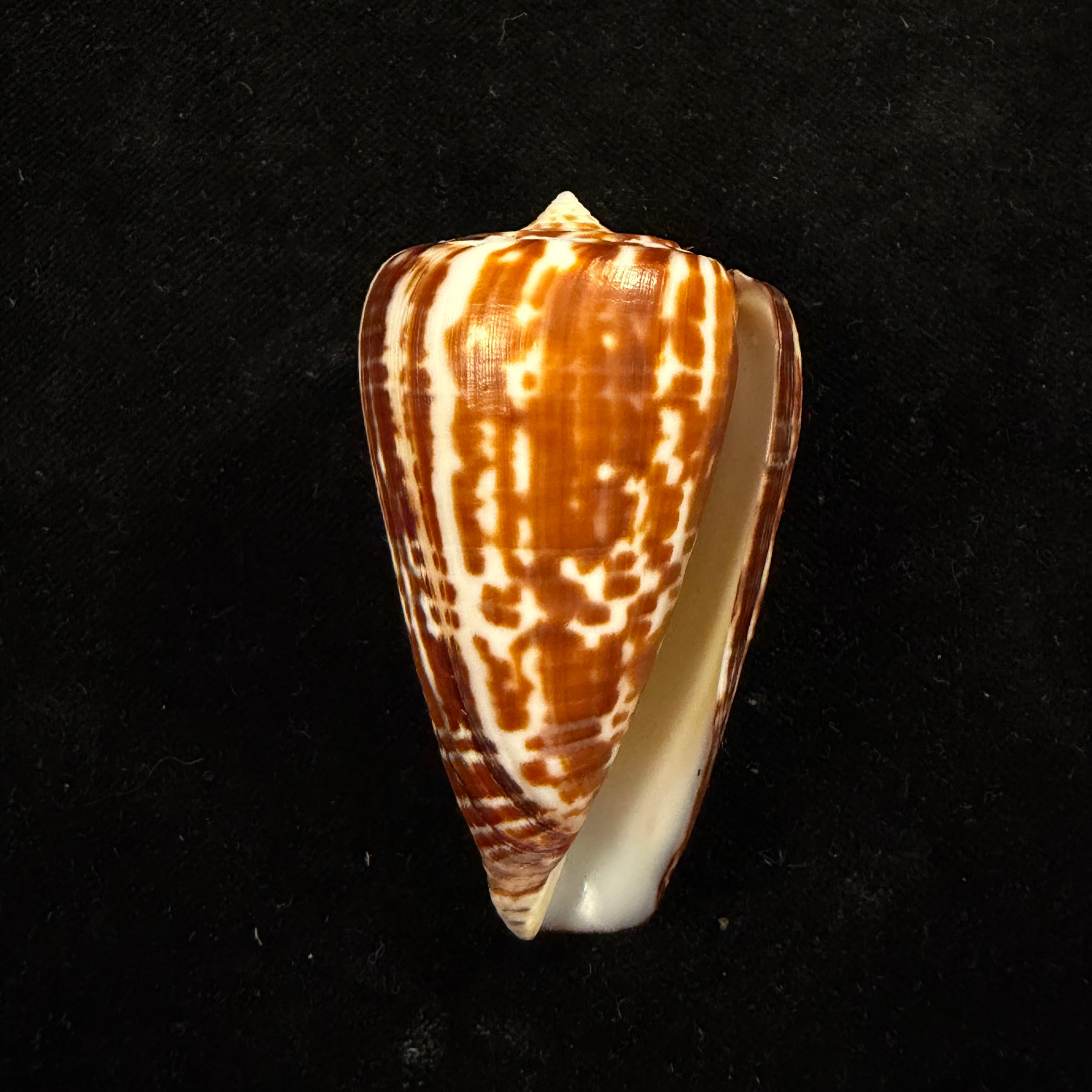 Conus spurius ochraceus Lamarck, 1810 - 65mm