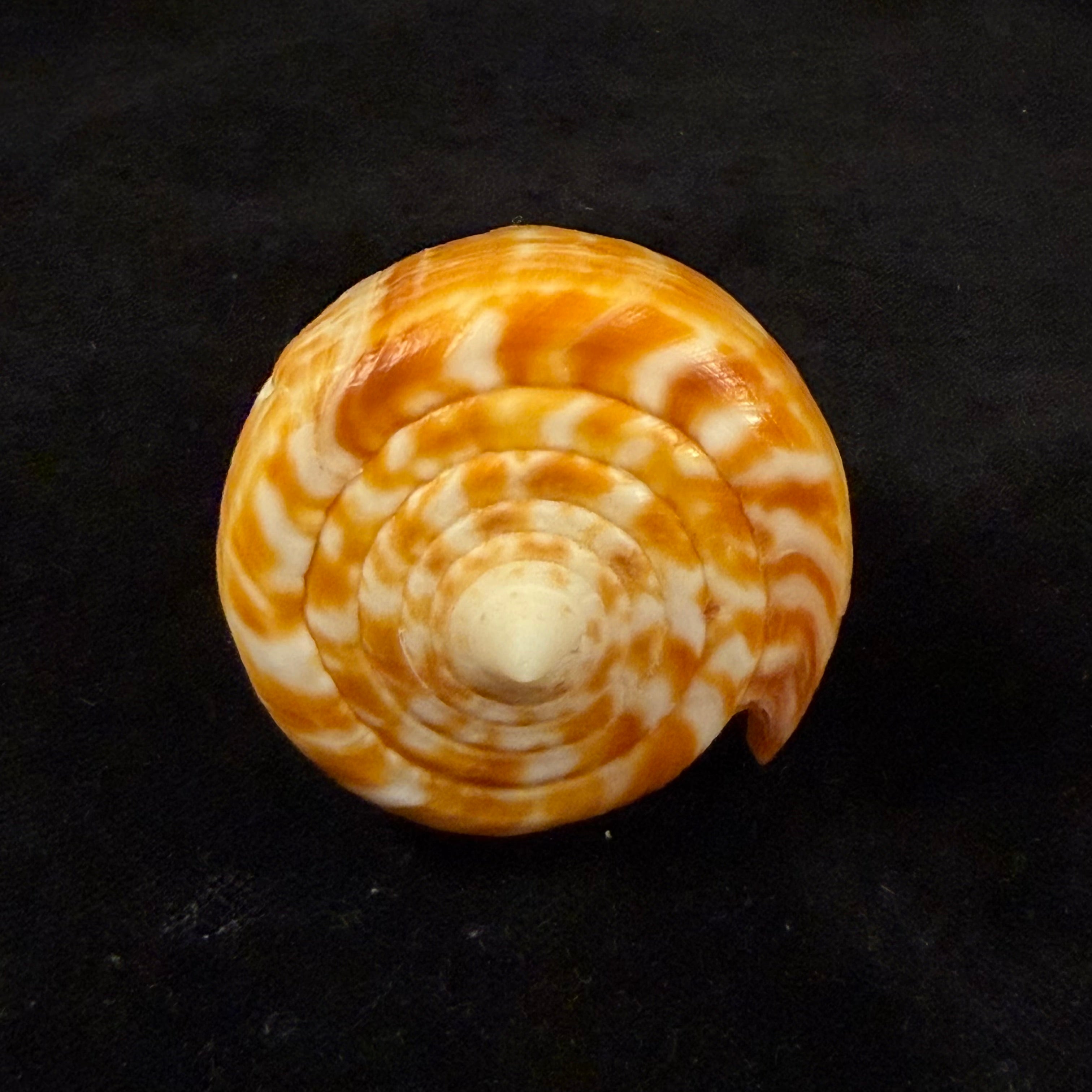 Conus spurius ochraceus Lamarck, 1810 - 73,5mm