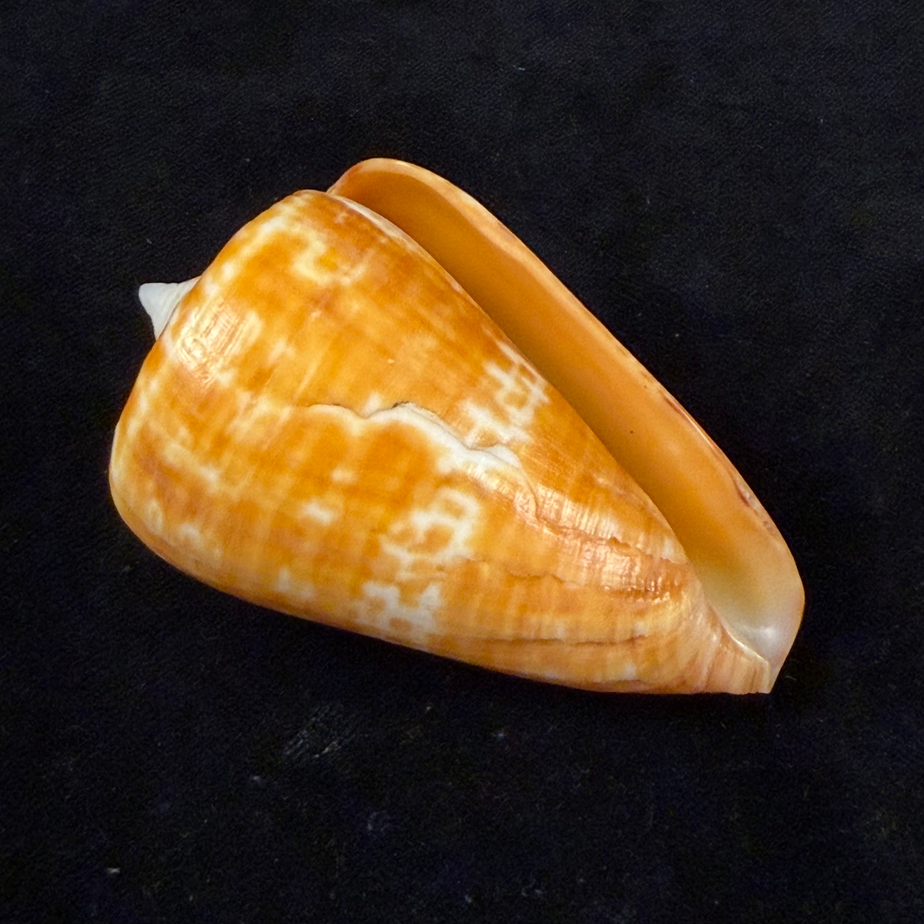 Conus spurius ochraceus Lamarck, 1810 - 73,5mm