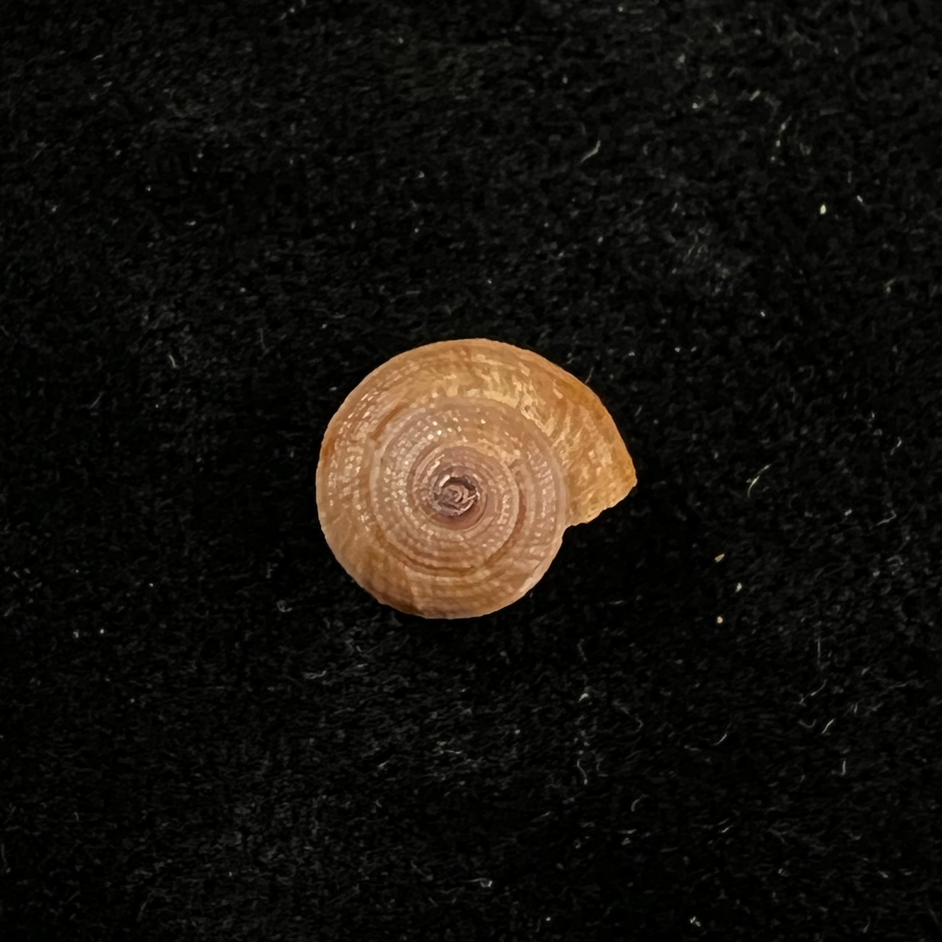 Heliacus infundibuliformis perrieri (Rochebrune, 1881) - 9,5mm
