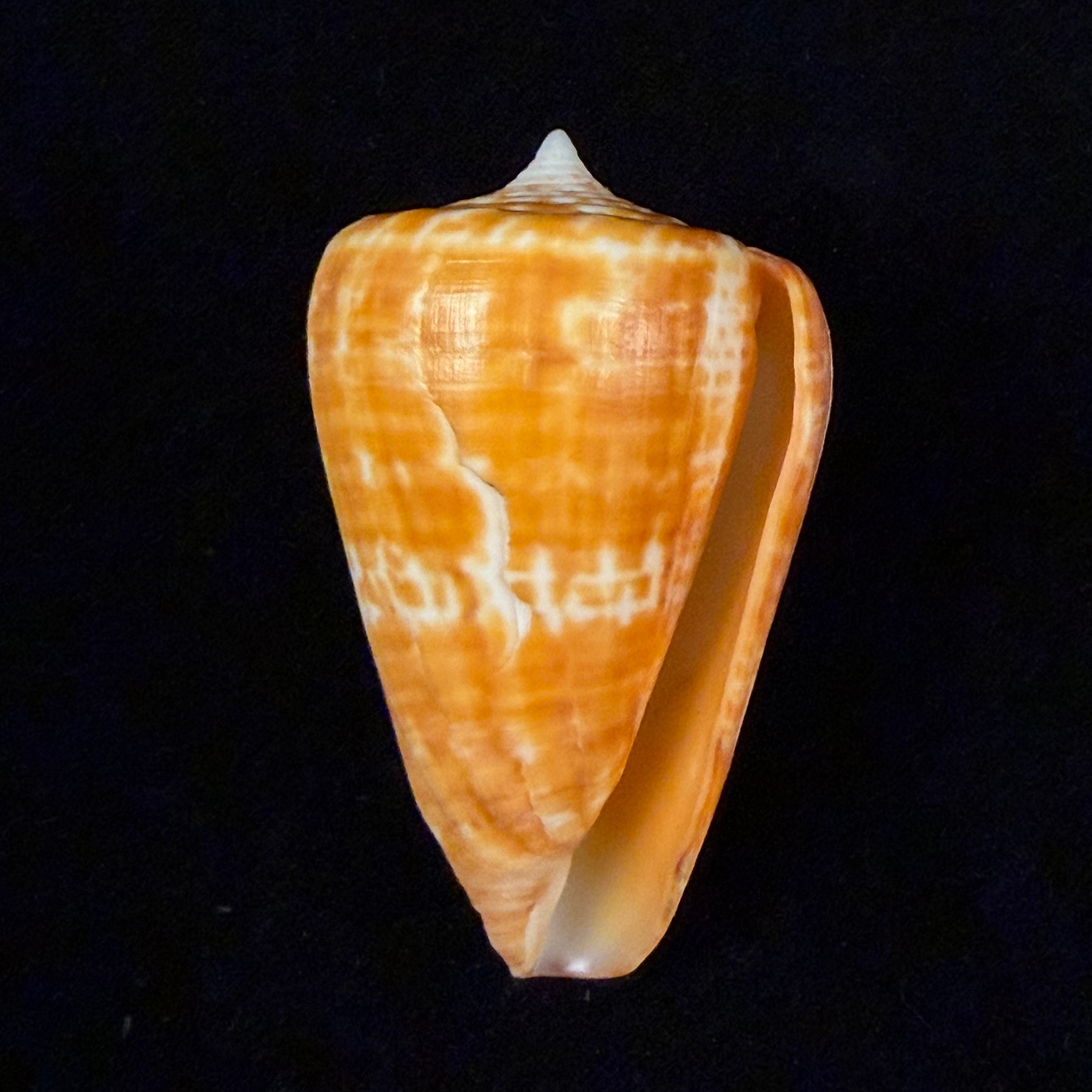 Conus spurius ochraceus Lamarck, 1810 - 73,5mm