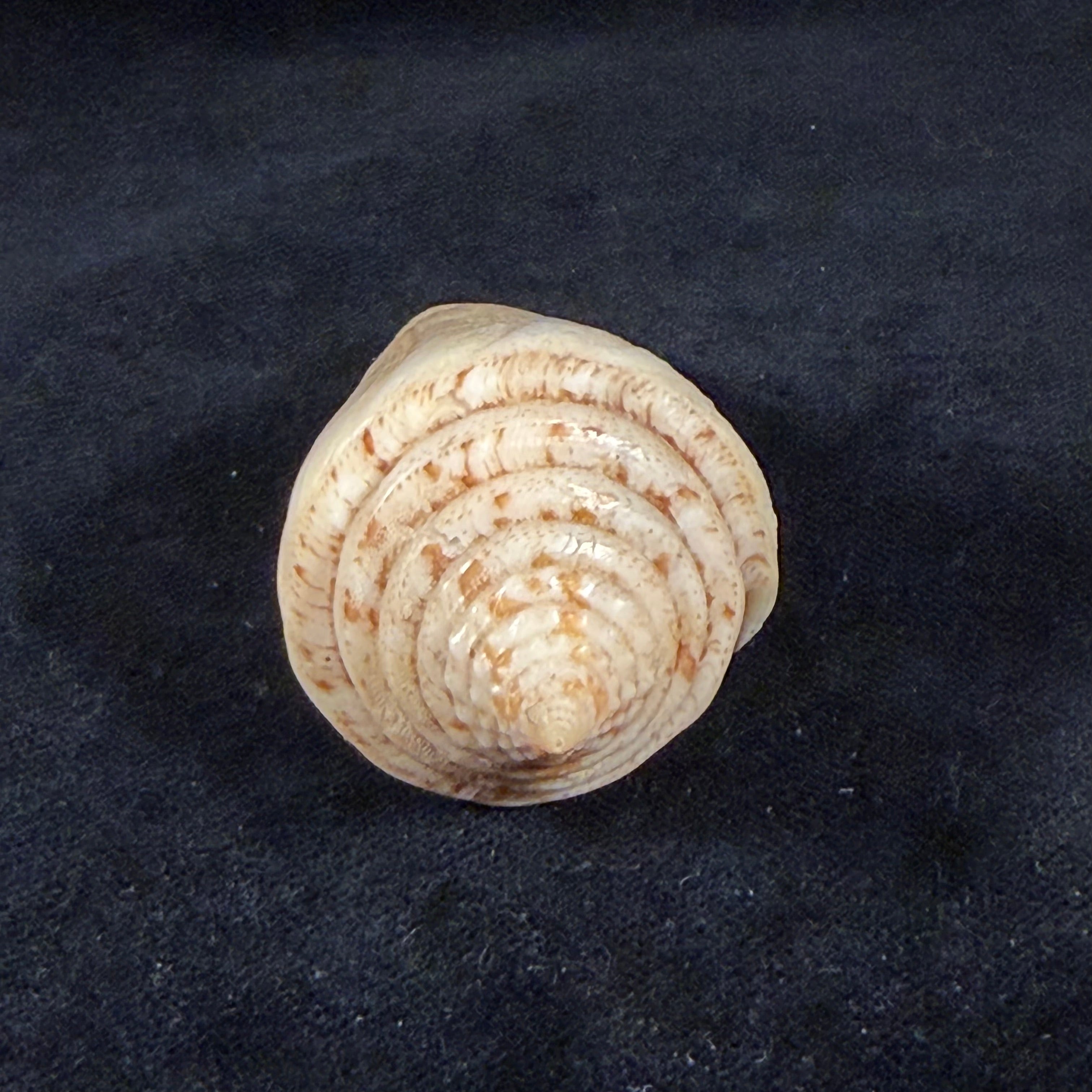 Conus peterstimpsoni (T. Cossignani & Allary, 2021) - 74mm