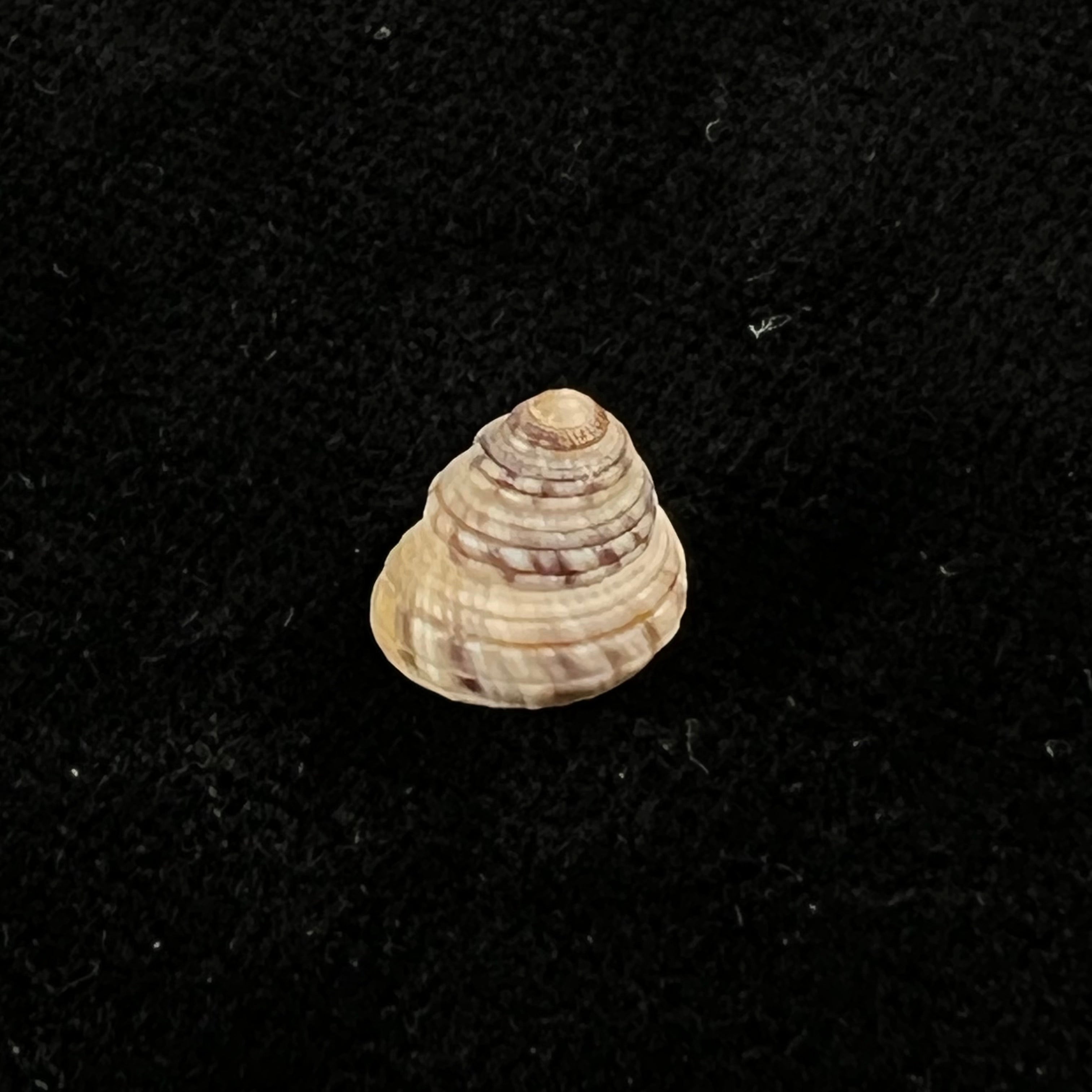 Heliacus cylindricus(Gmelin,1791)- 9,3毫米
