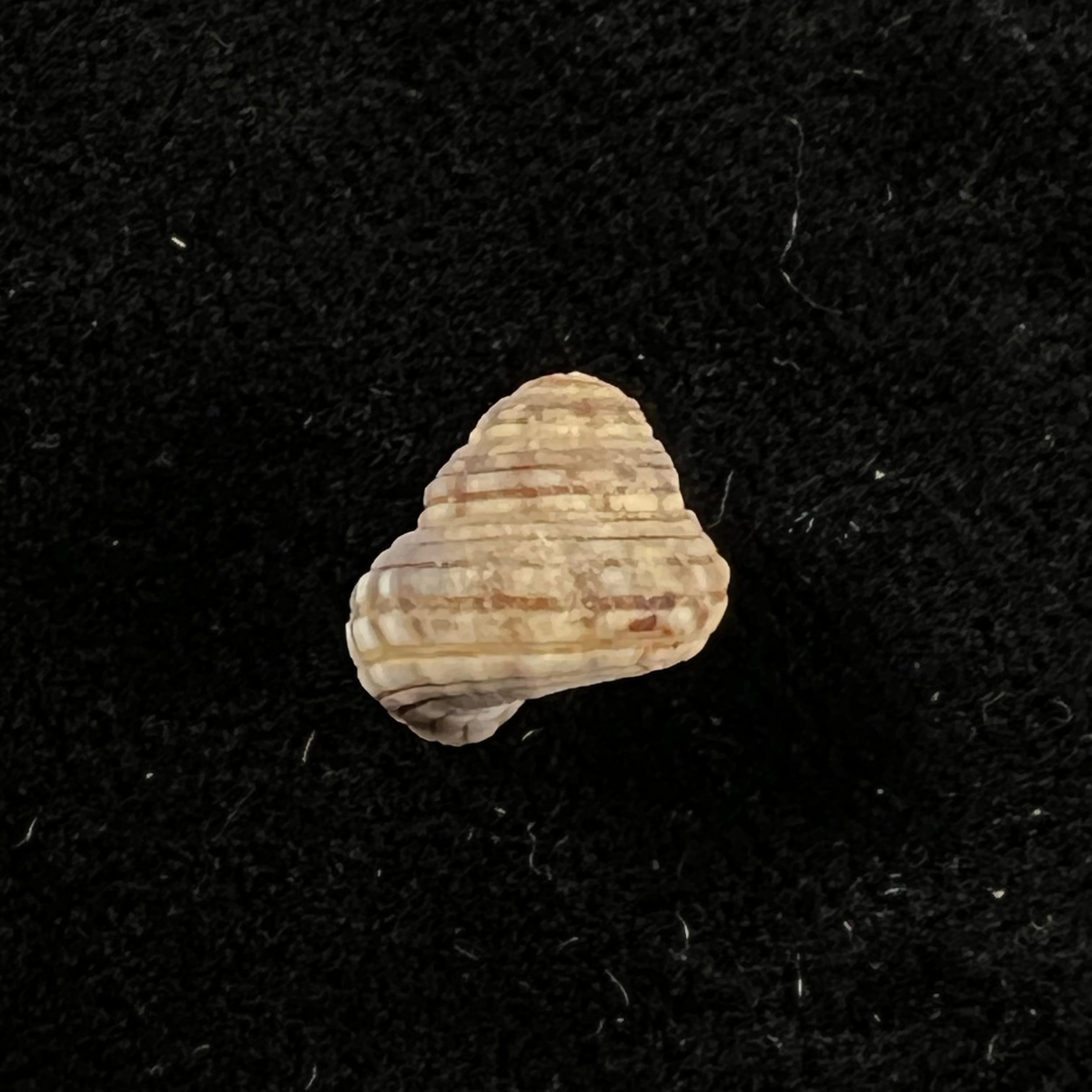 Heliacus cylindricus(Gmelin,1791)- 9,3毫米